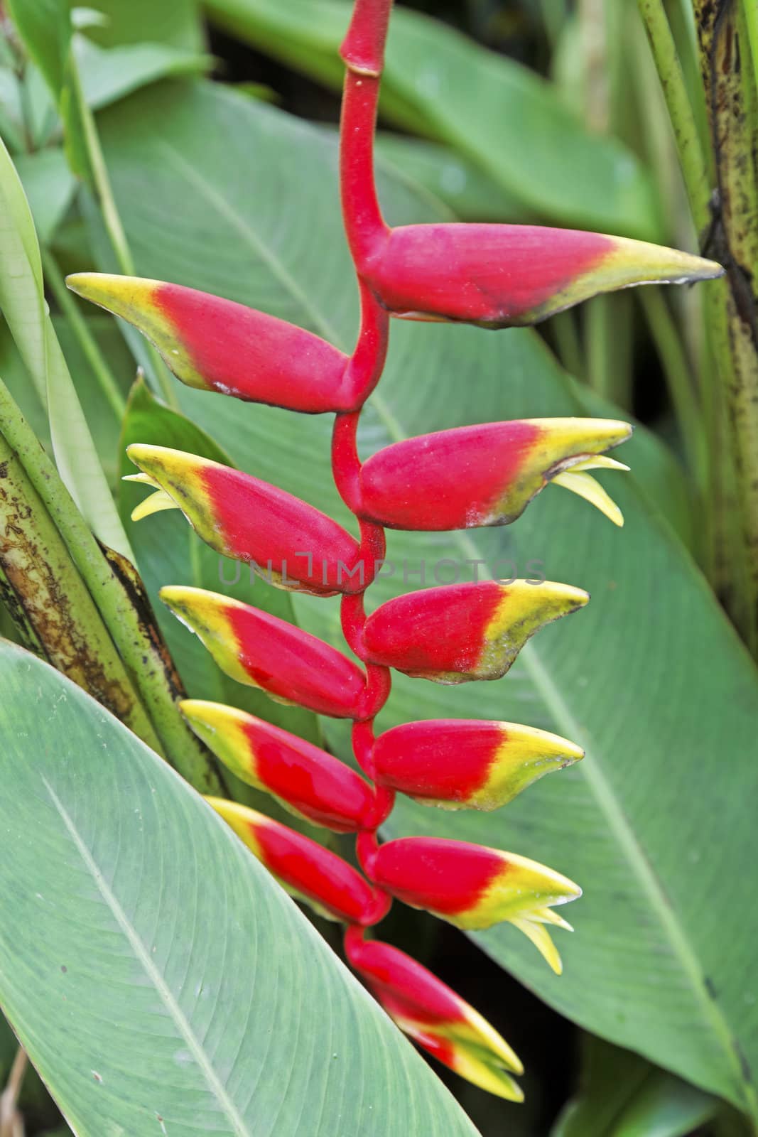 Shot taken in Goa, India at a garden of the crimson colours of tropical plant named Lobsters Claw, just about to start to bloom