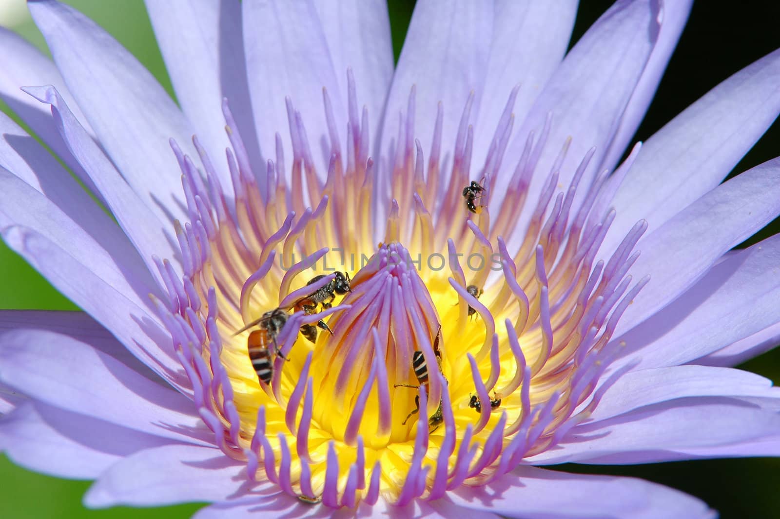close up of lotus
