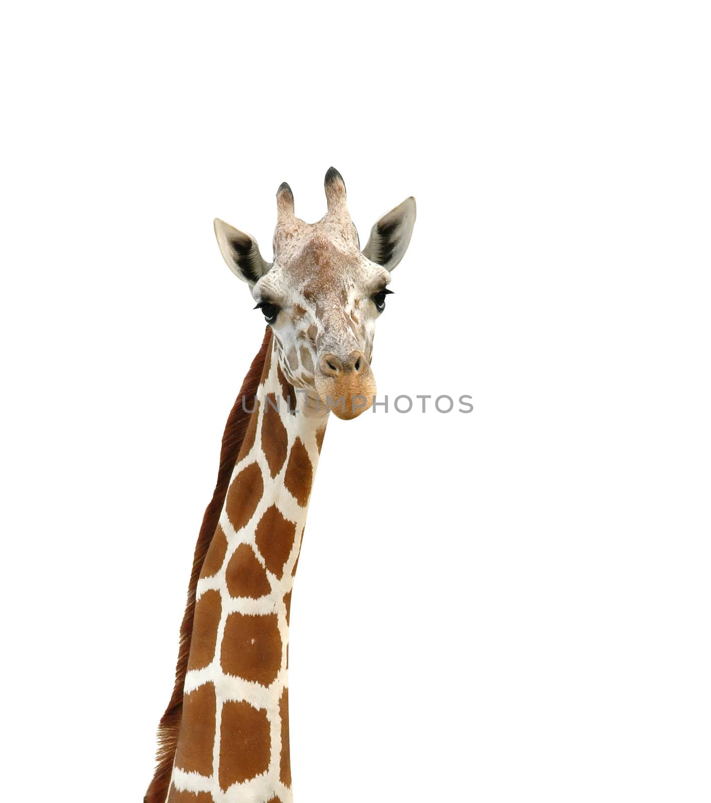 giraffe head isolated