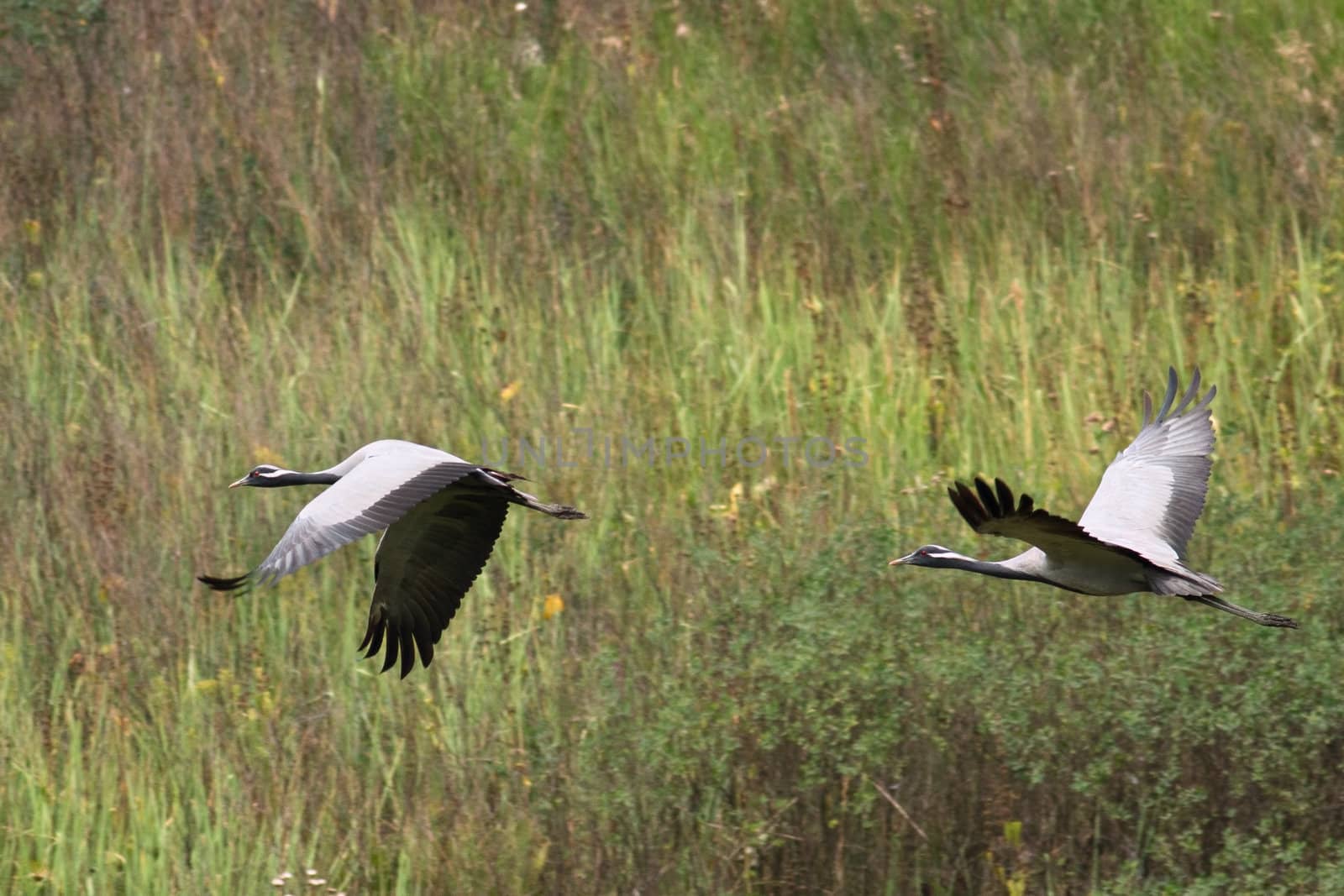 Demoiselle Cranes by Ohotnik