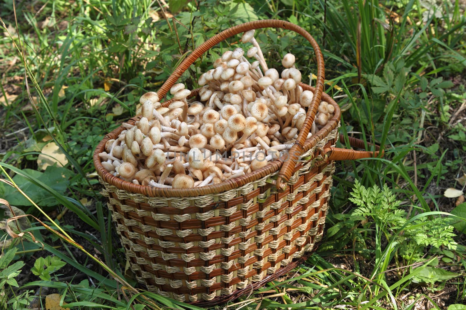 Mushrooms honey agarics autumn ( Armillariella mellea) 
