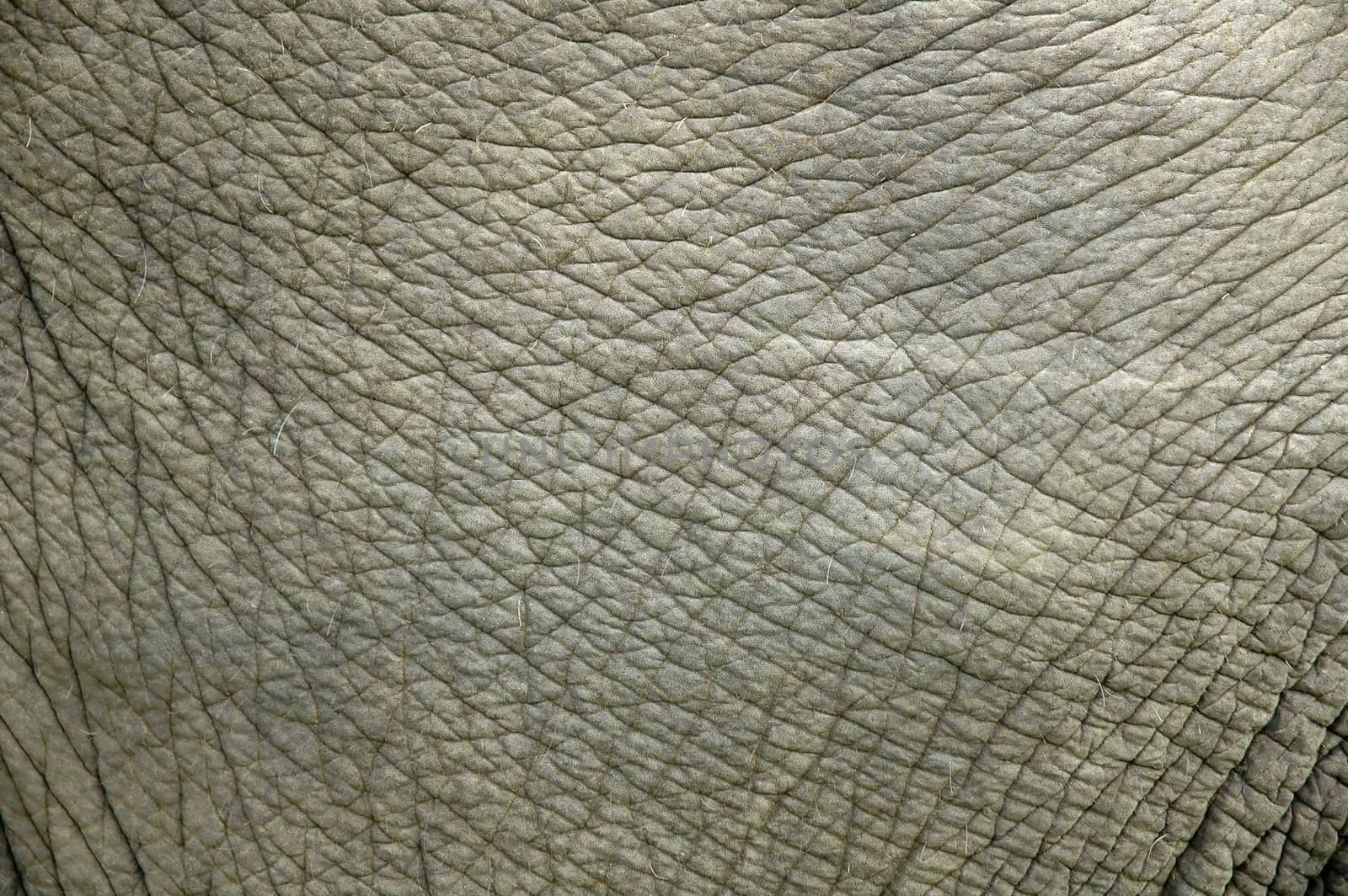 elephant skin