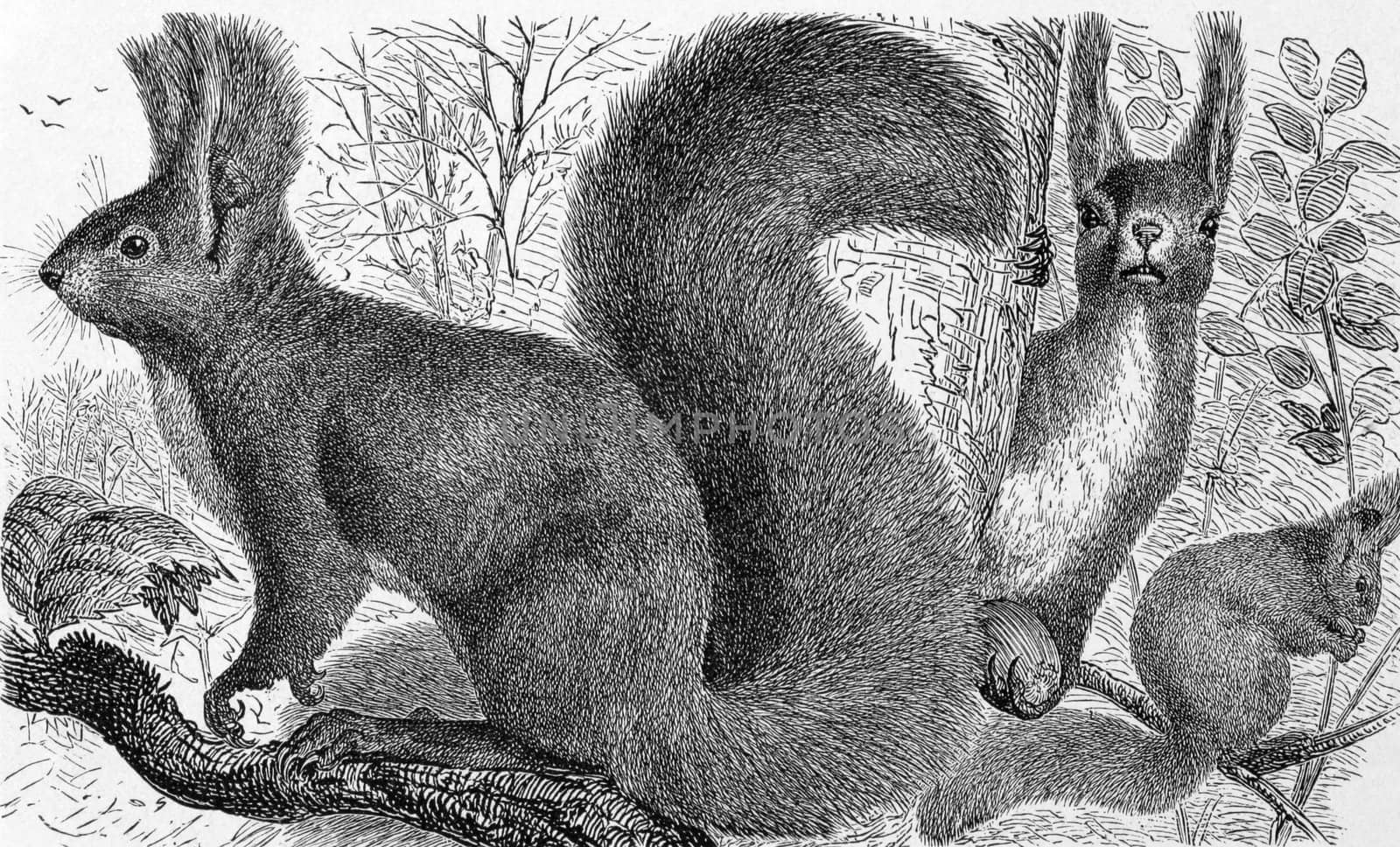 Red squirrel on engraving from 1890. Engraved by unknown artist and published in Meyers Konversations-Lexikon, Germany,1890.