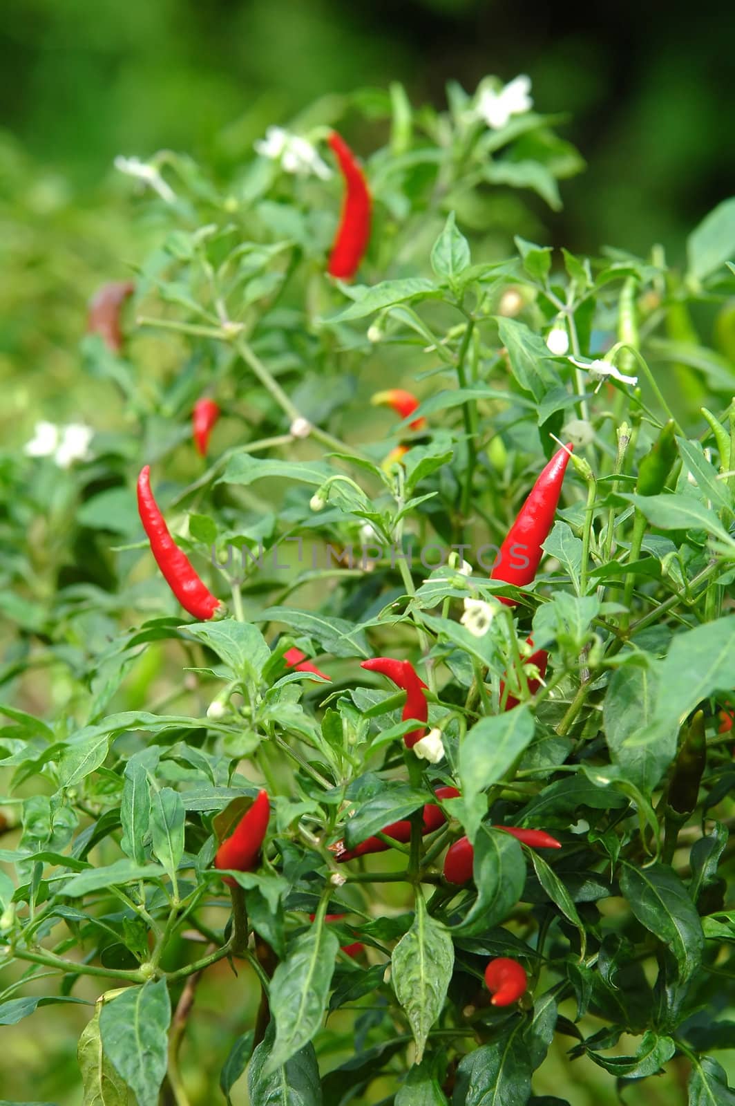 fresh chili on tree by anankkml