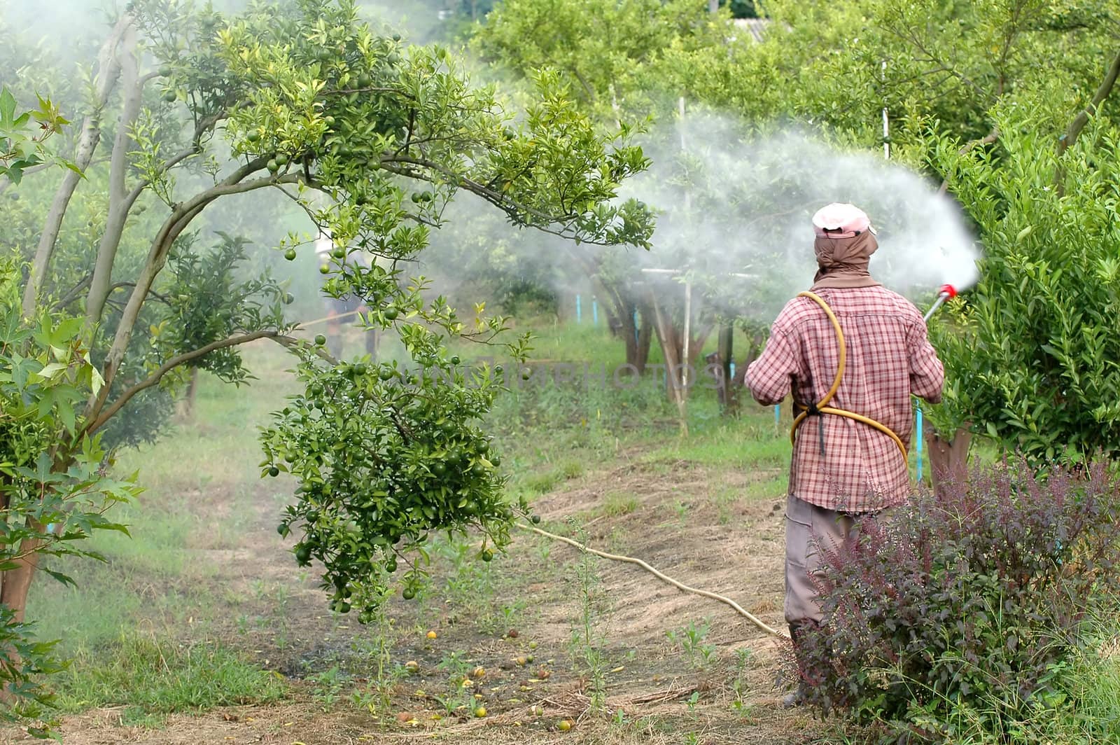 farmer spray pesticide
