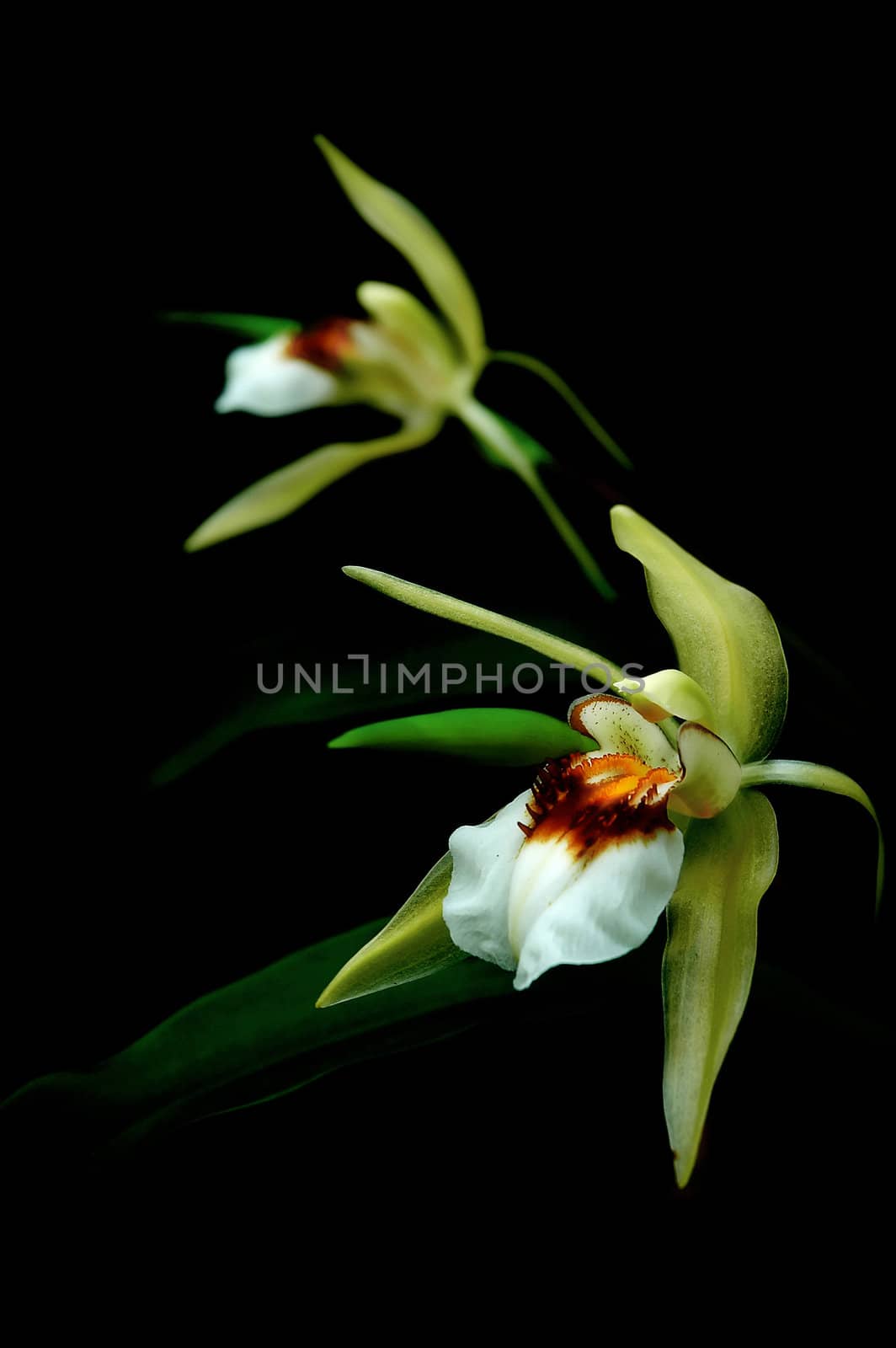 coelogyne sp.