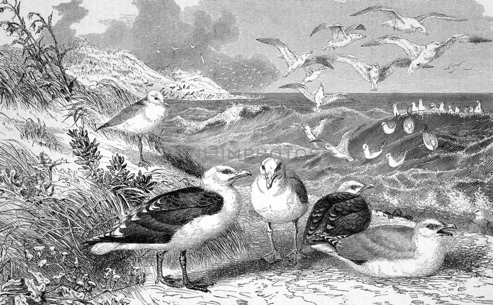 Seagulls on engraving from 1890. Engraved by unknown artist and published in Meyers Konversations-Lexikon, Germany,1890.