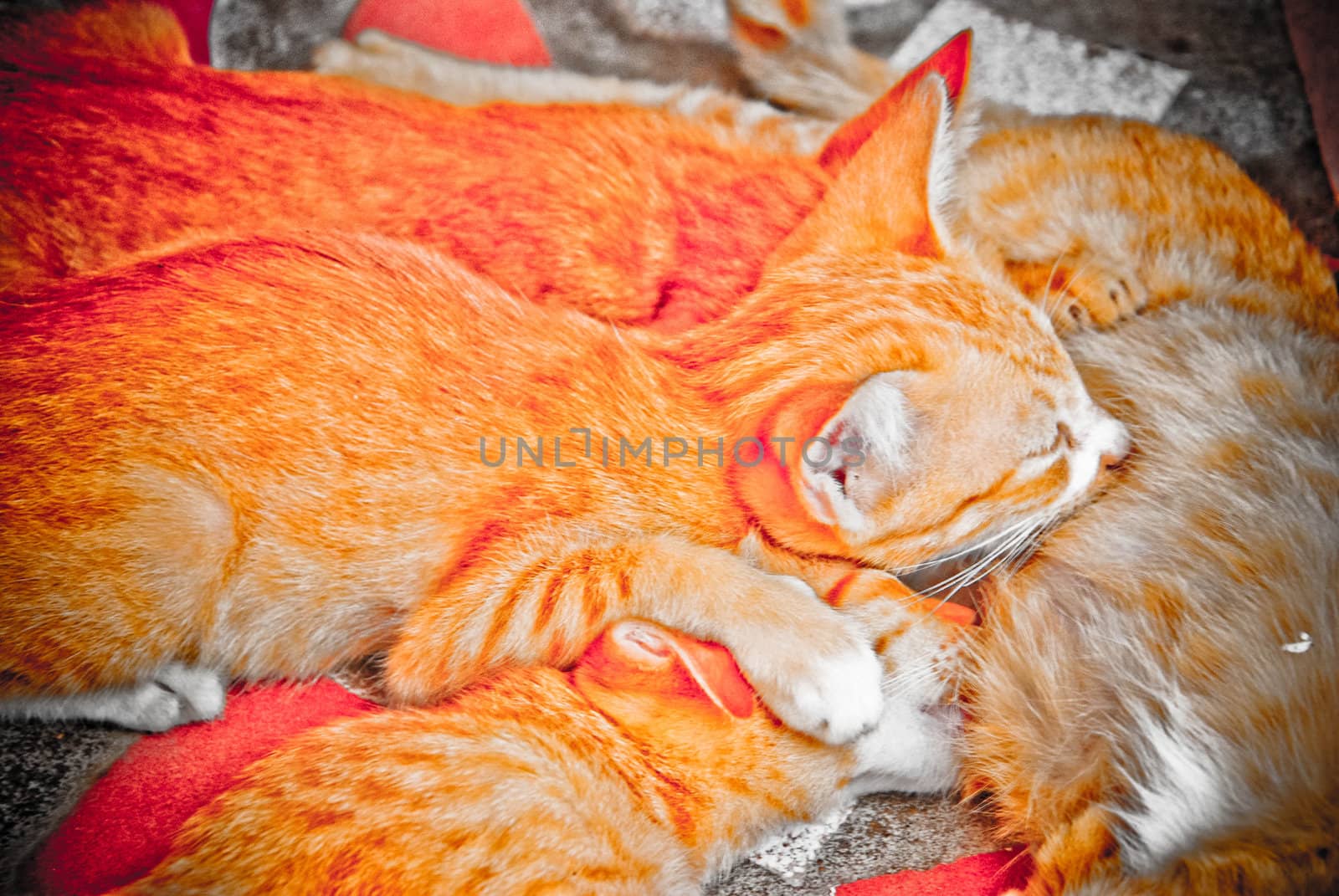 Kittens having breast feed by her mum by jengit
