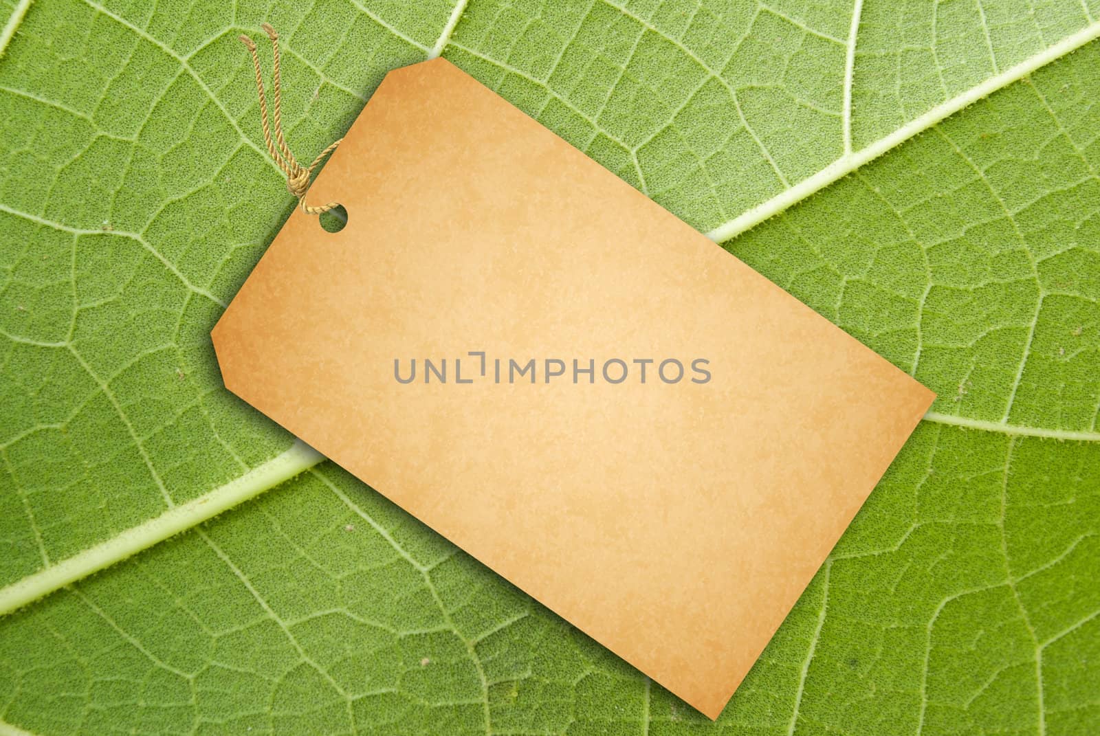 Texture of a green leaf as background