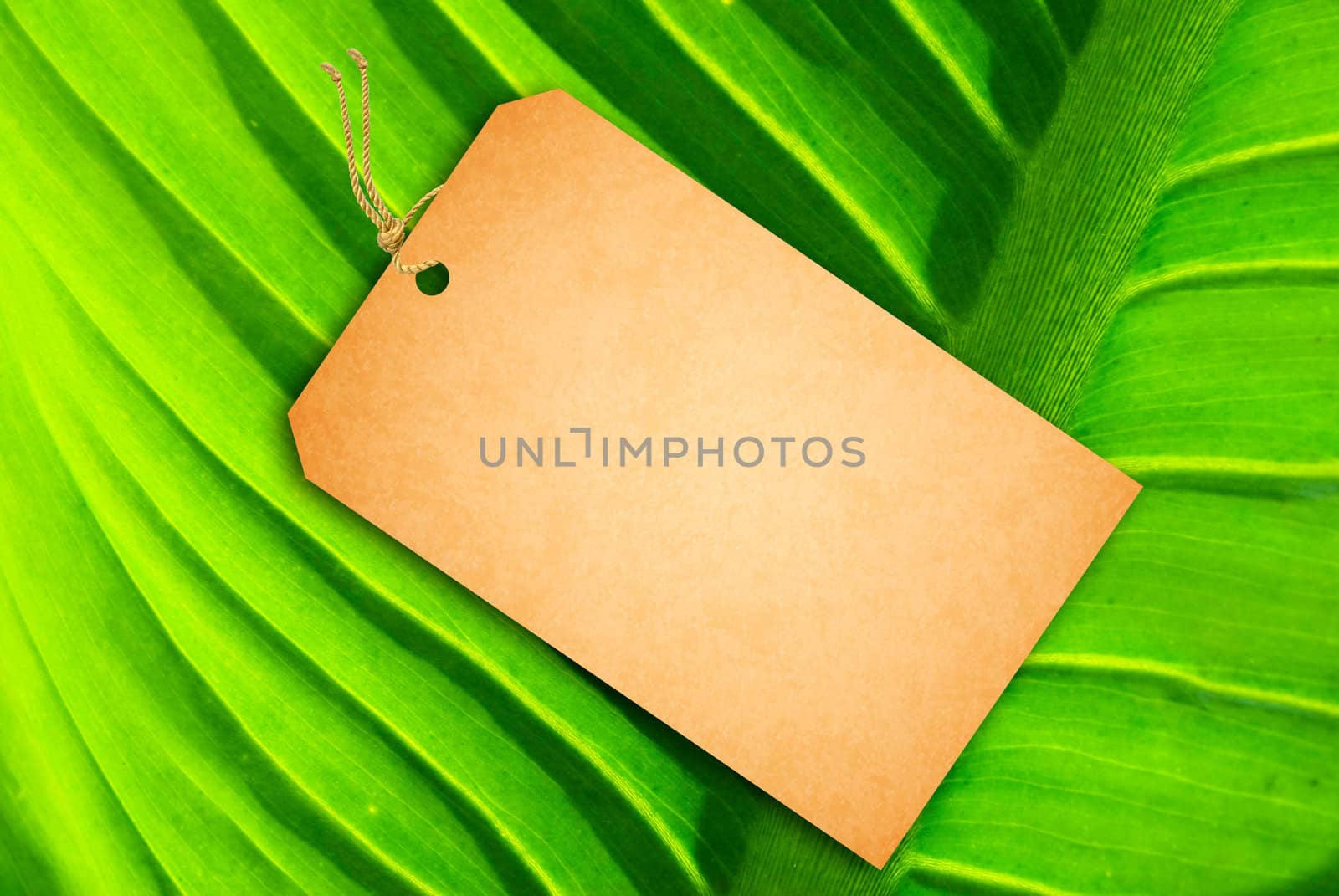 Sale Tag on a green leaf as background