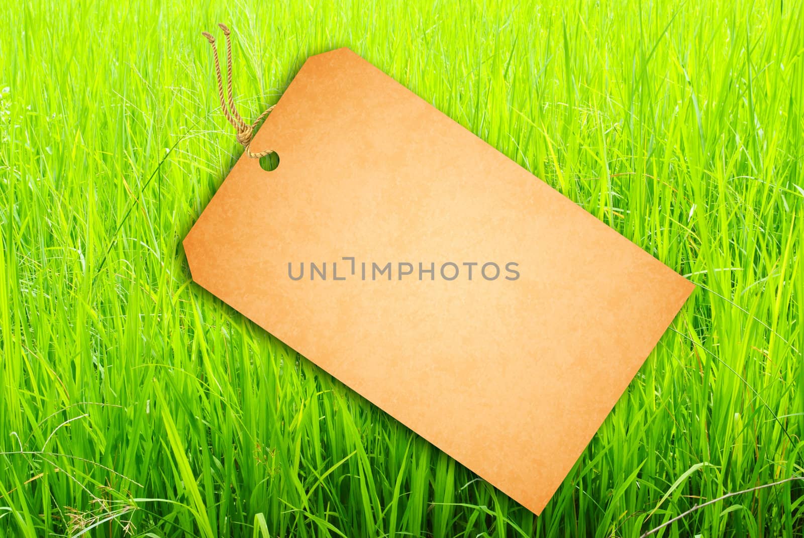 Sale Tag On Green rice fields