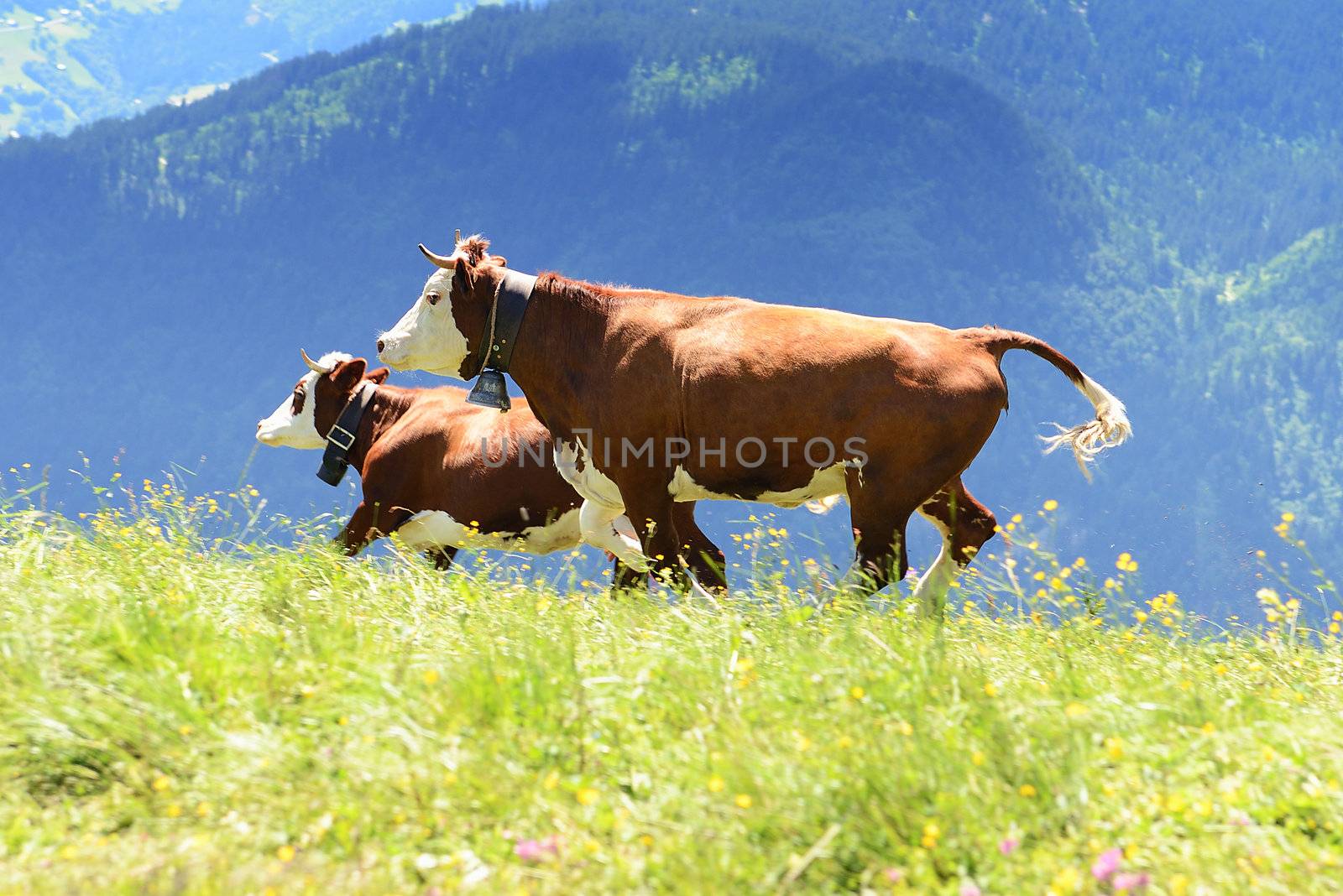 happy cow running and jumping out of winter stable into meadow 