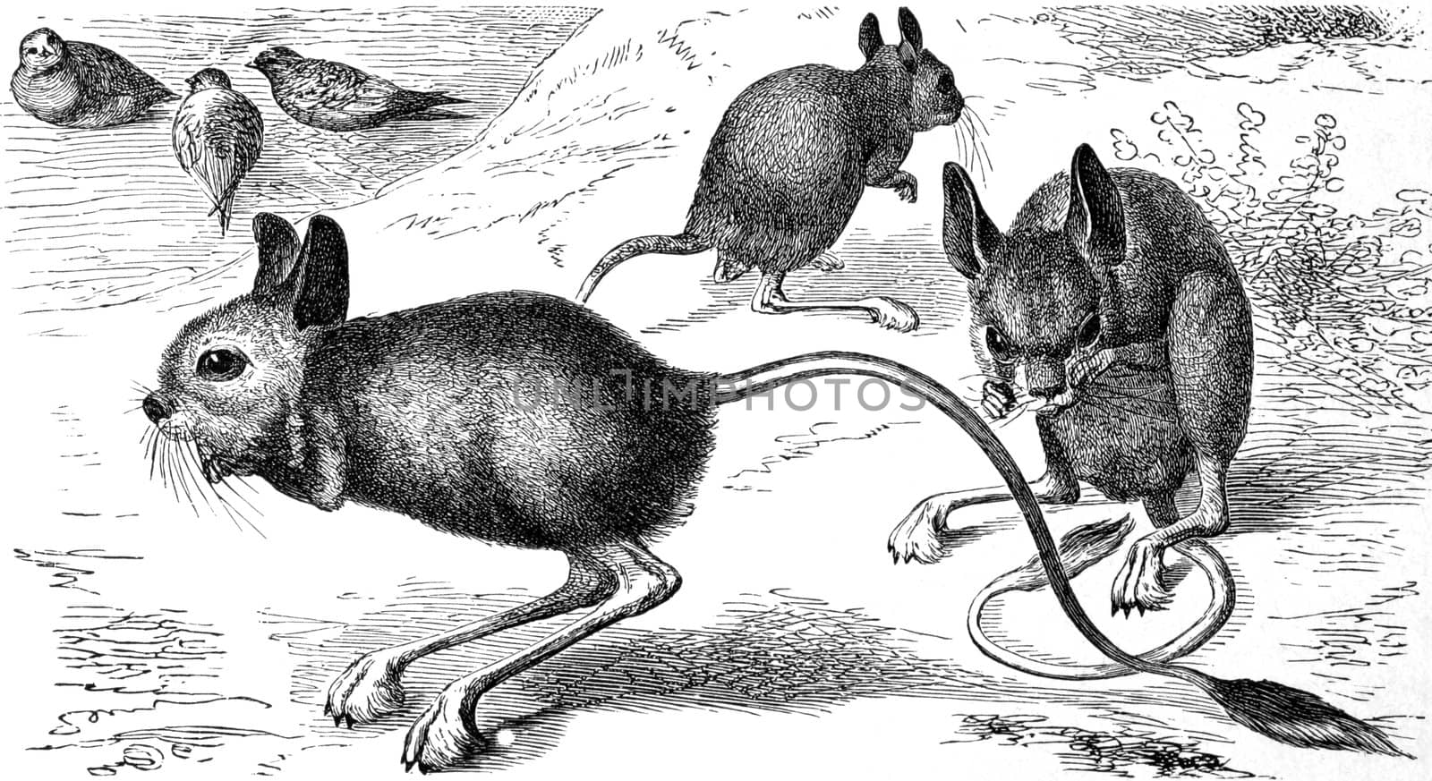 Egyptian Jerboa on engraving from 1890. Engraved by unknown artist and published in Meyers Konversations-Lexikon, Germany,1890.