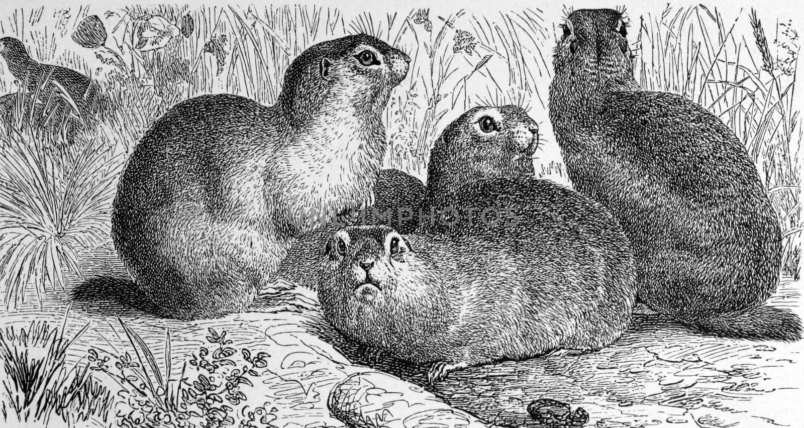 European ground squirrel on engraving from 1890. Engraved by unknown artist and published in Meyers Konversations-Lexikon, Germany,1890.