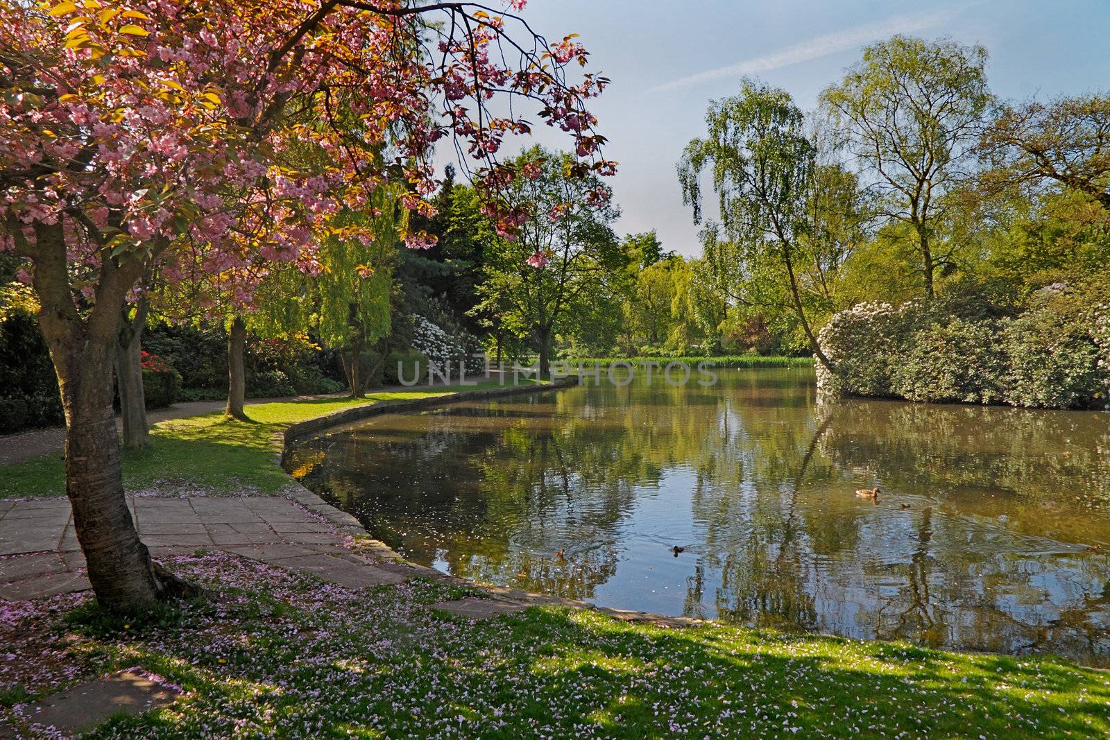 Sprig blossom has fallen from the tree in a park at the town of Leek in Staffordshire, England.