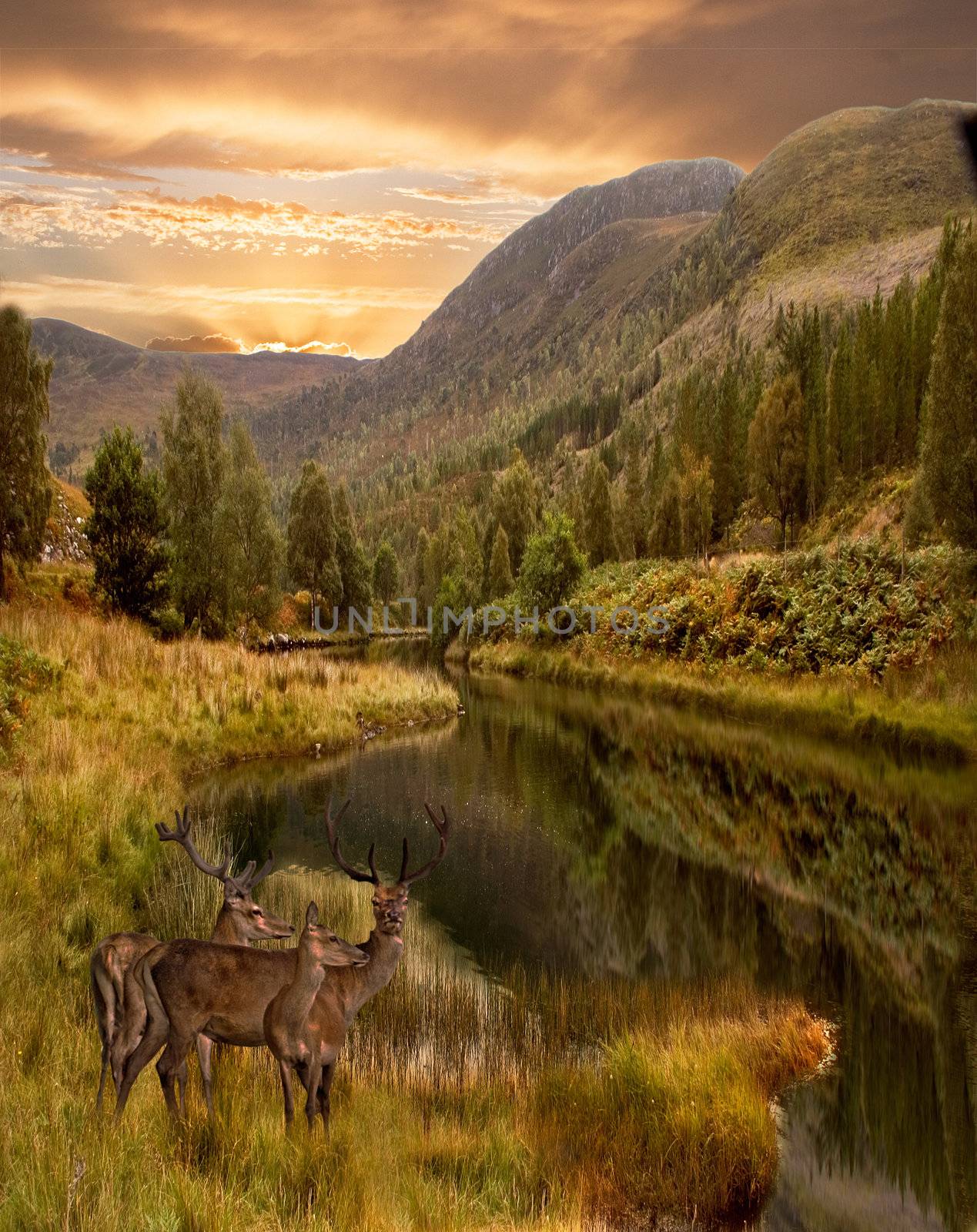 As the sun sets three red deer approach the water in the Highlands of Scotland.