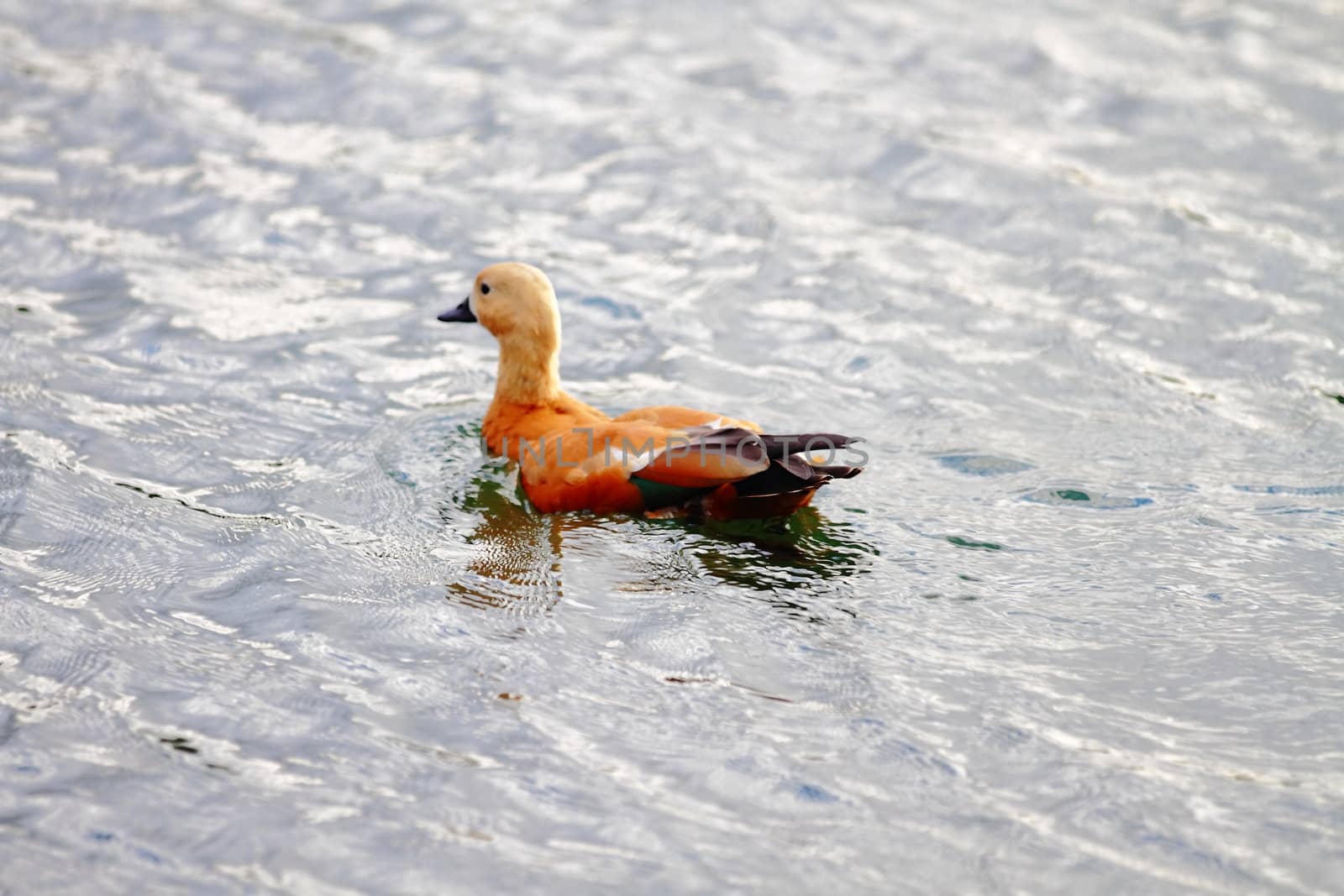 beautiful ducks on the pond