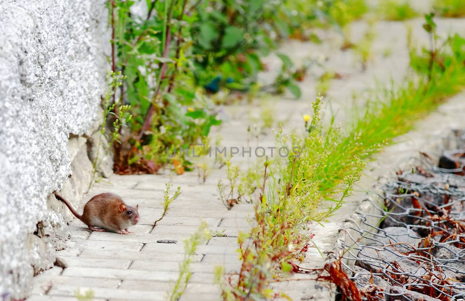 rat ran out of the hole on nature for food, hunting