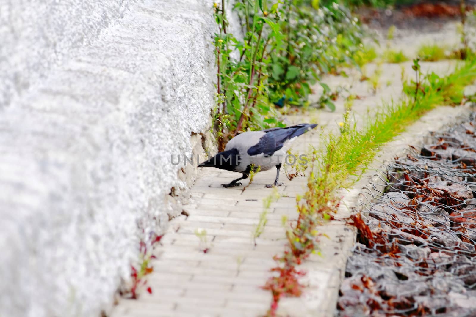 Raven looks into rat hole, hunting