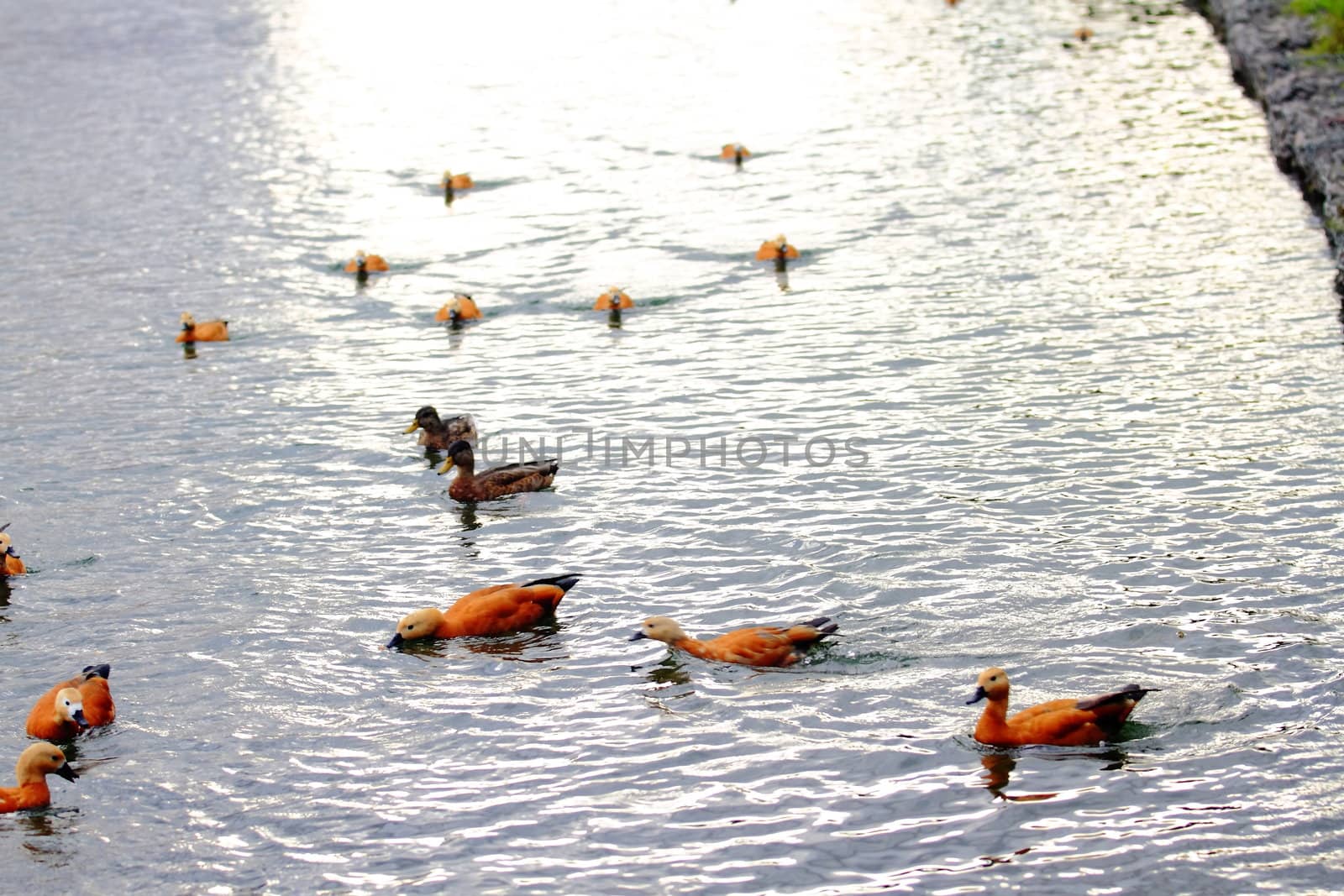 beautiful ducks on the pond