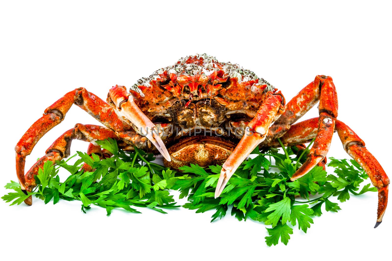 A spider crab on a white background