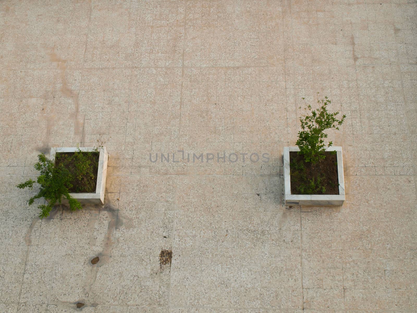 Top view of double trees planted on a marble box on tiles floor by gururugu