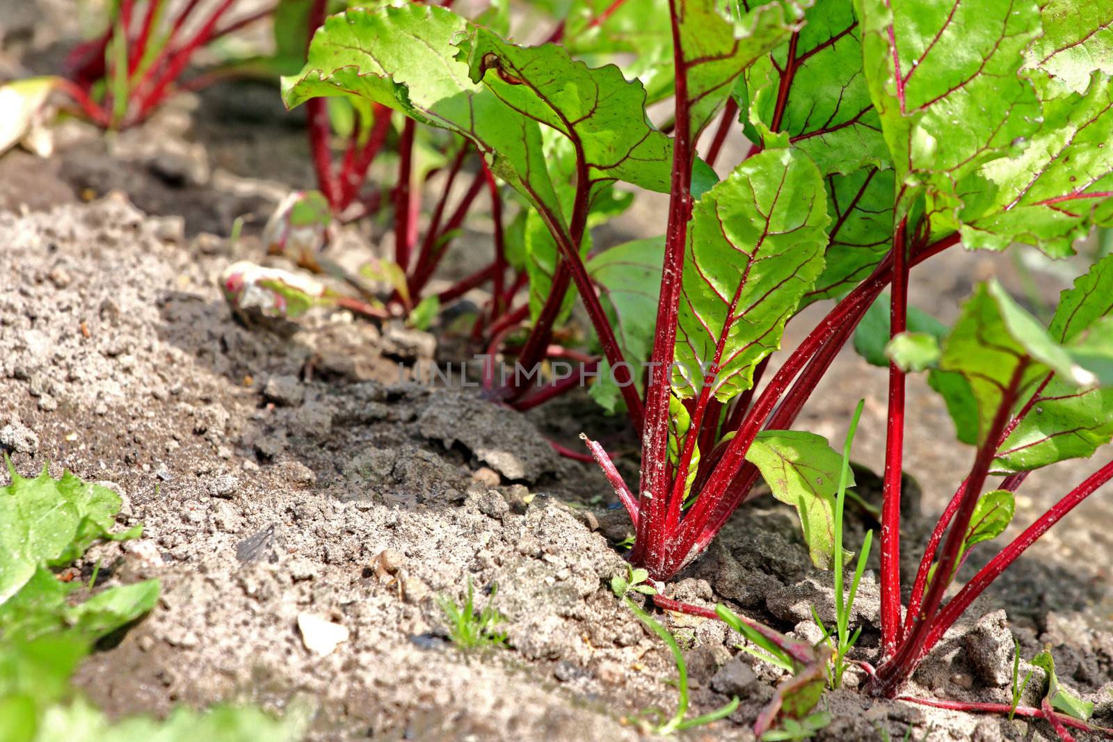 Young beet sprouts on a bed, shallow DOF.