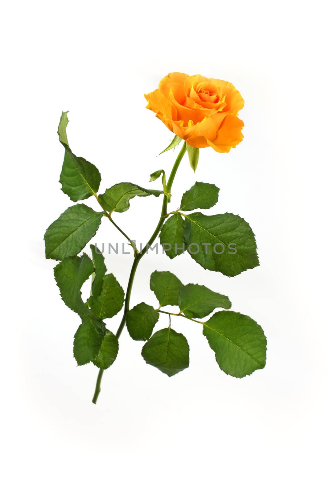 Isolated yellow rose against white background