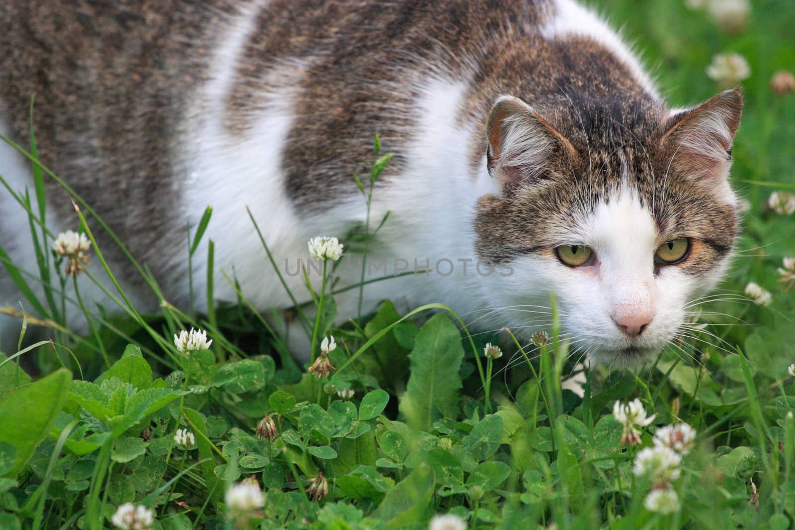 White and brown cat stalking in the clover field