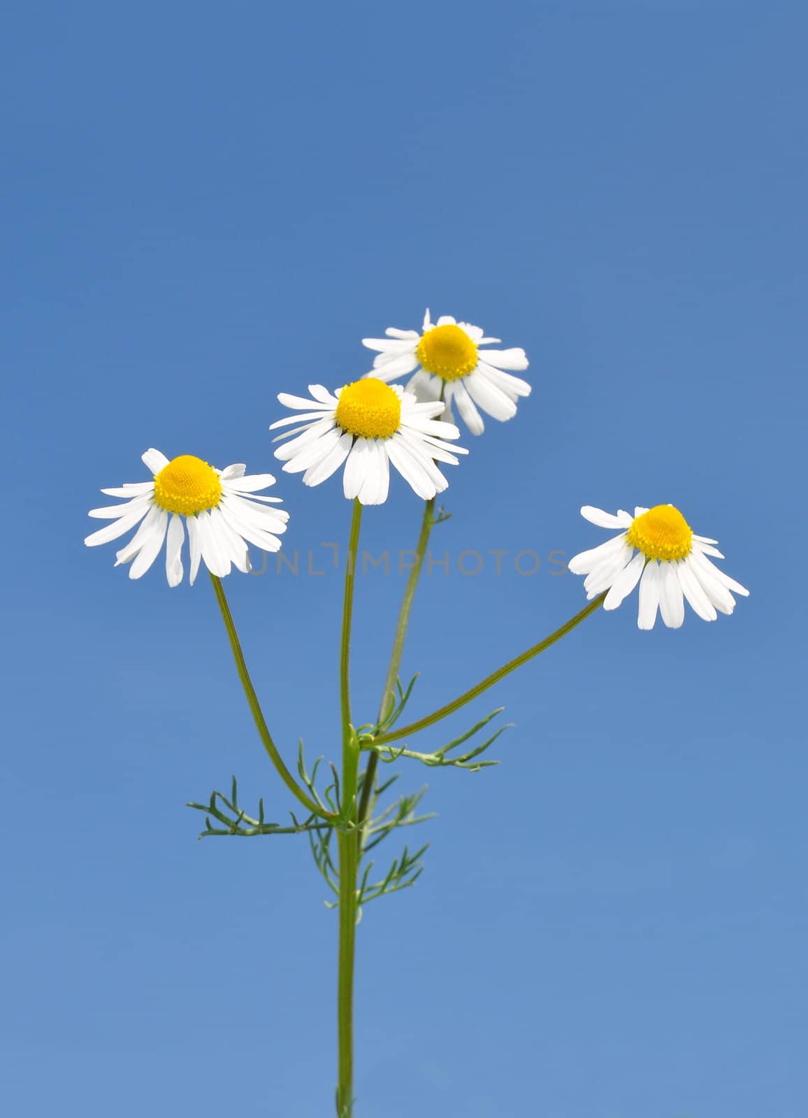 German chamomile (Matricaria chamomilla)