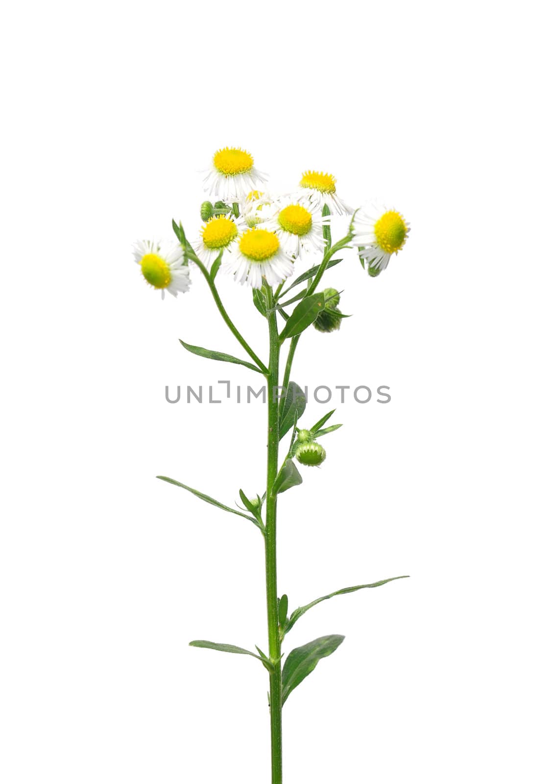 Annual fleabane (Erigeron annuus)