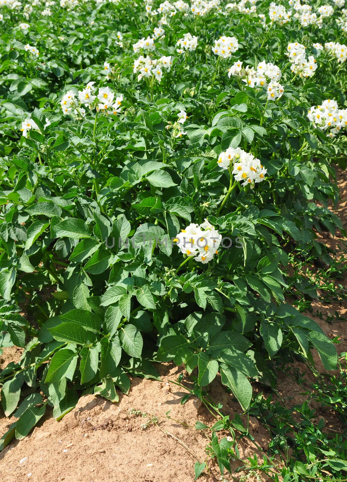 Potato field