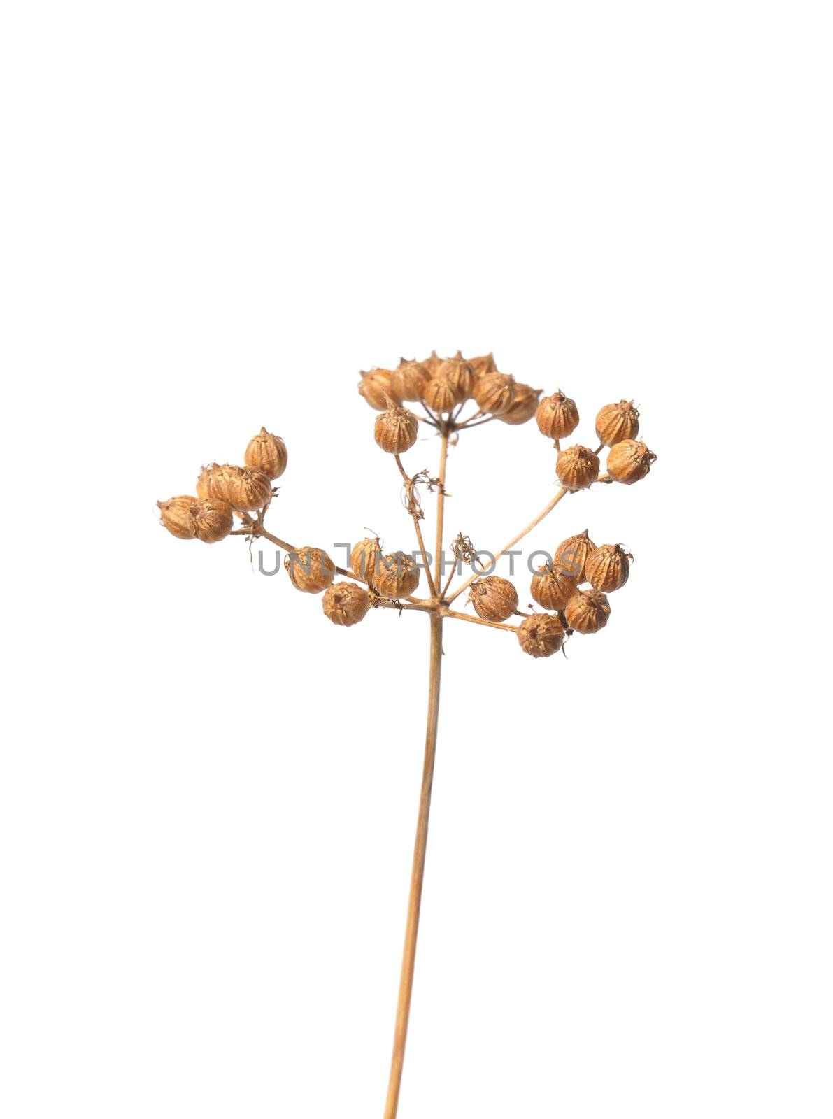Coriander seeds (Coriandrum sativum)