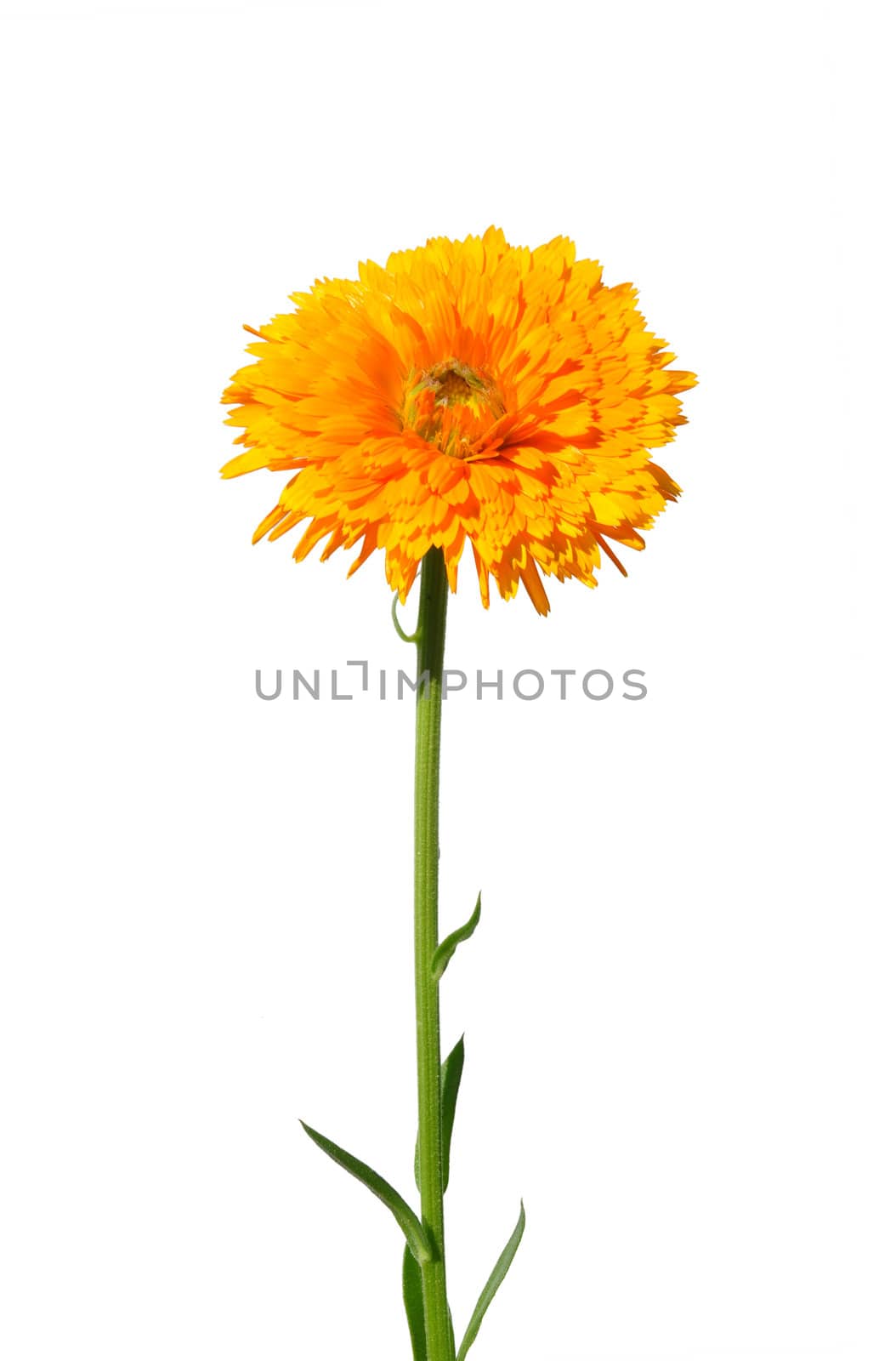 Pot marigold (Calendula officinalis)