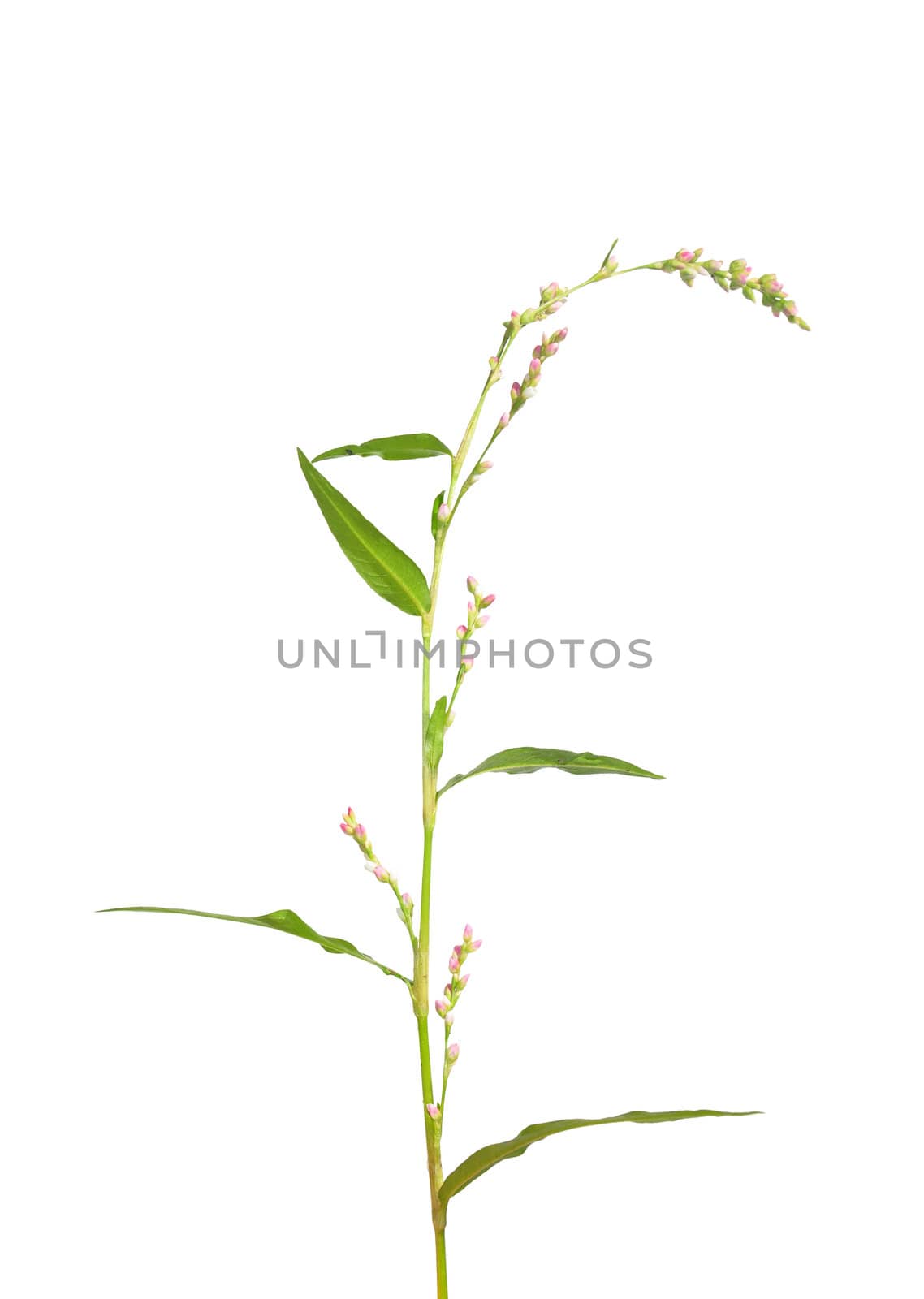 Tasteless water-pepper (Persicaria dubia)