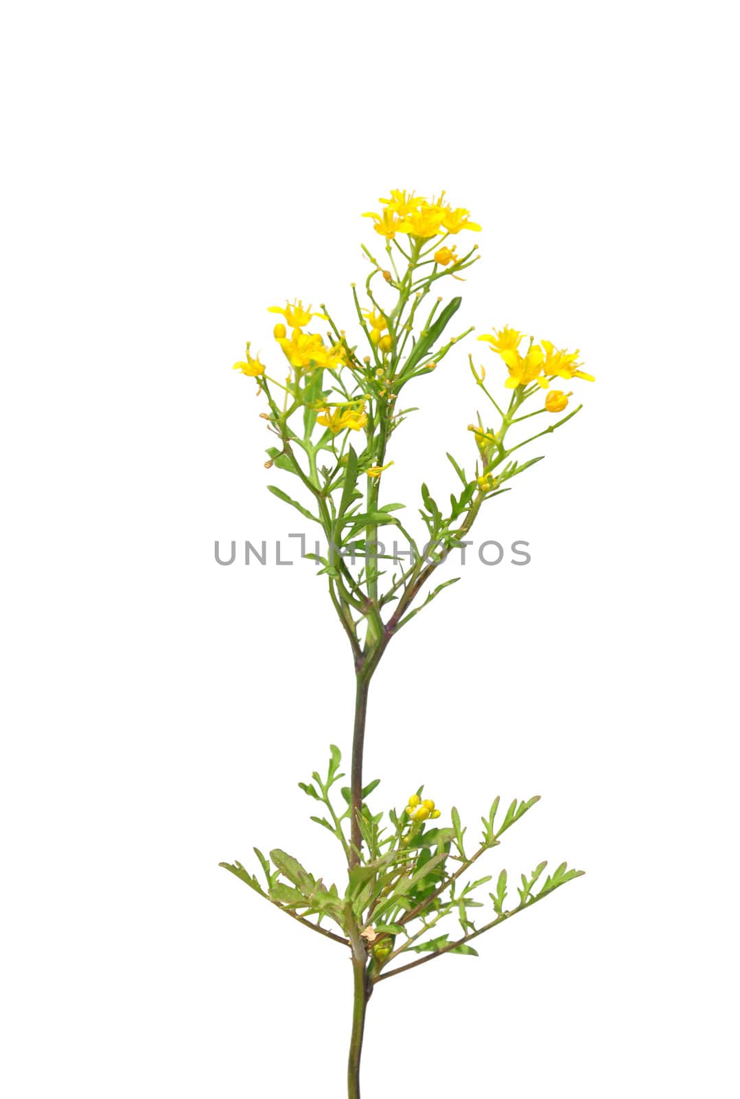 Creeping yellowcress (Rorippa sylvestris)