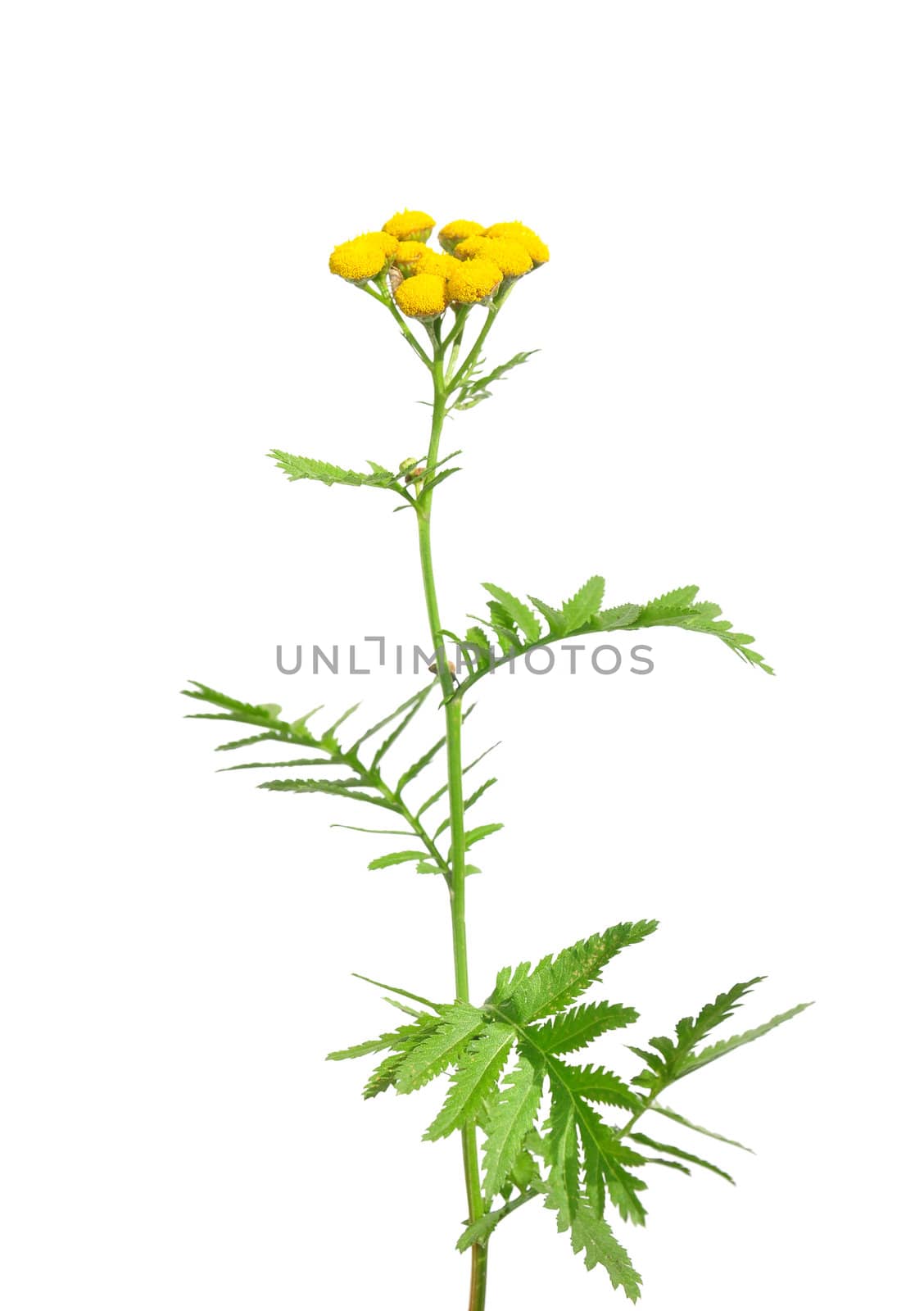 Tansy (Tanacetum vulgare) by rbiedermann