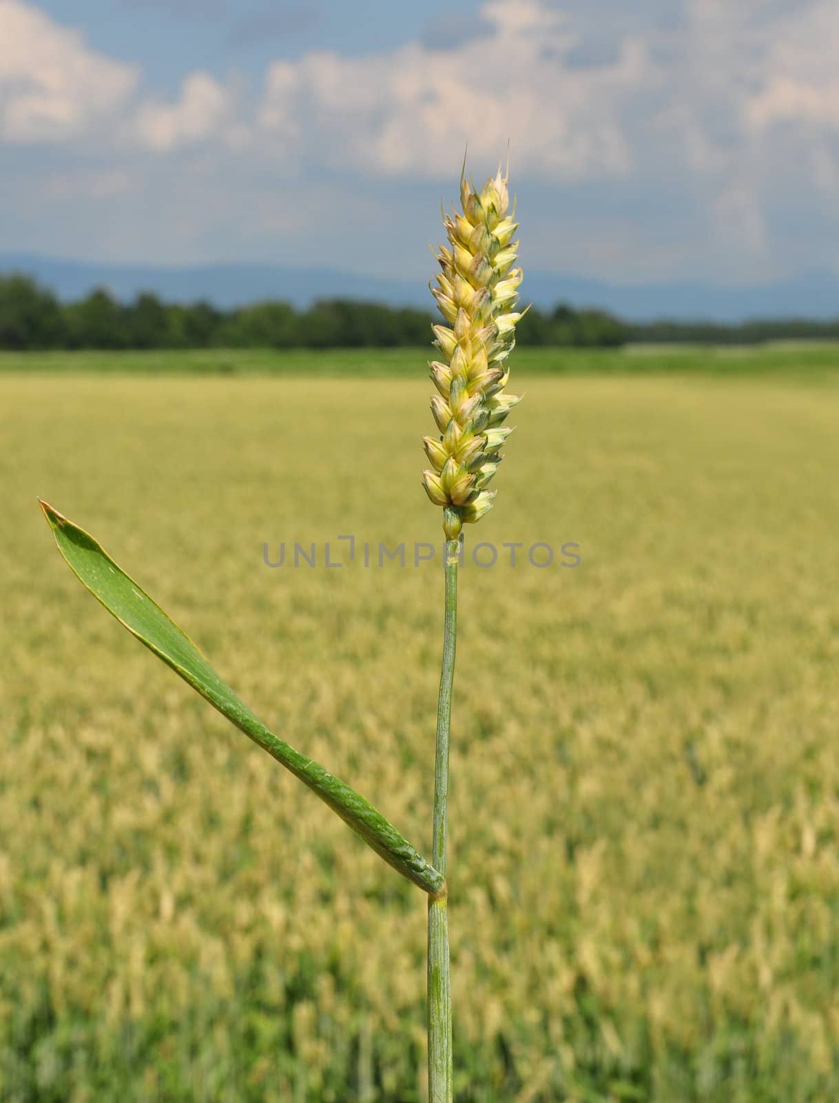 Wheat (Triticum aestivum) by rbiedermann