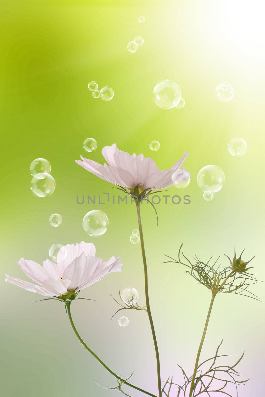 Pink decorative beautiful flowers