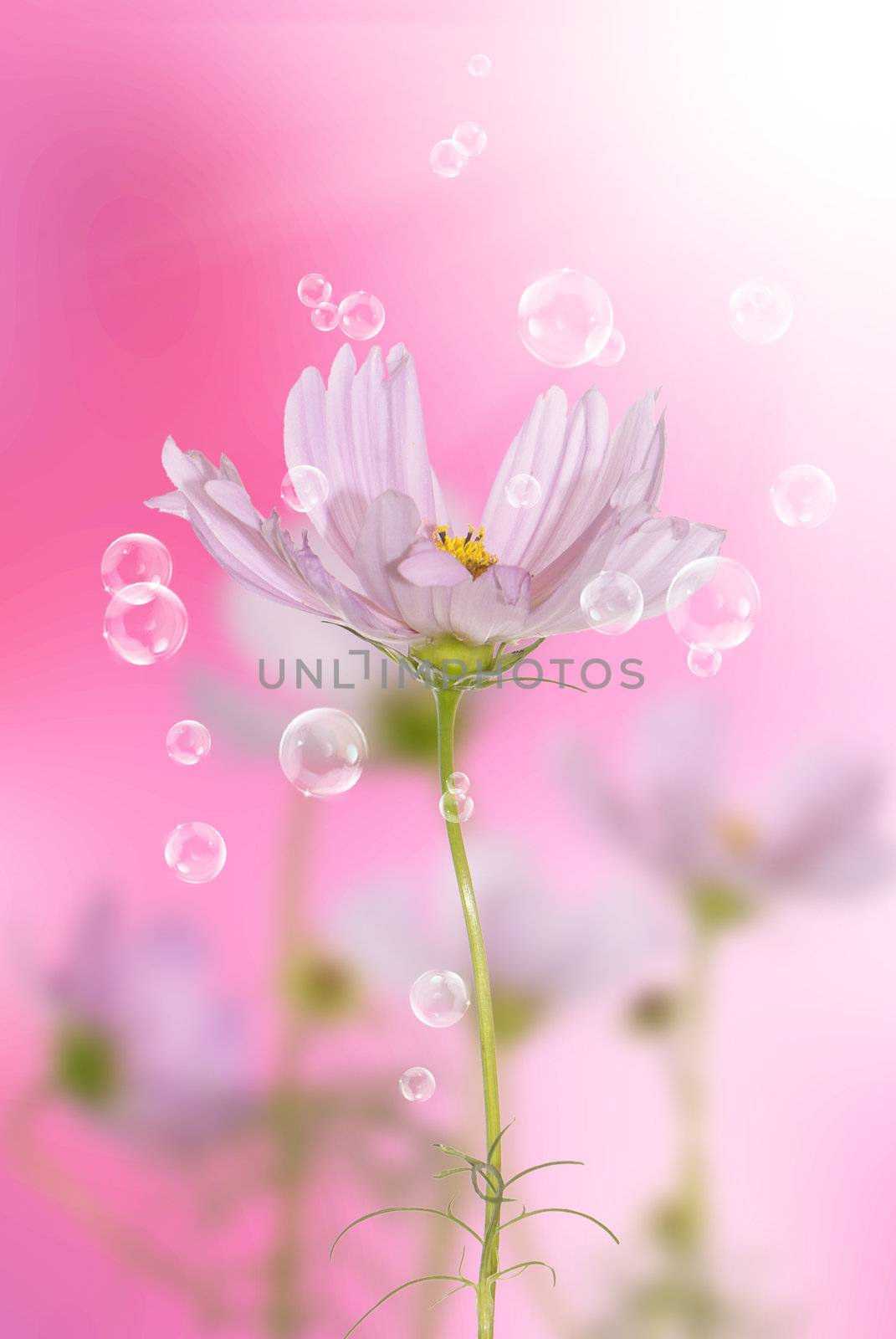 Pink decorative beautiful flowers by sergey150770SV