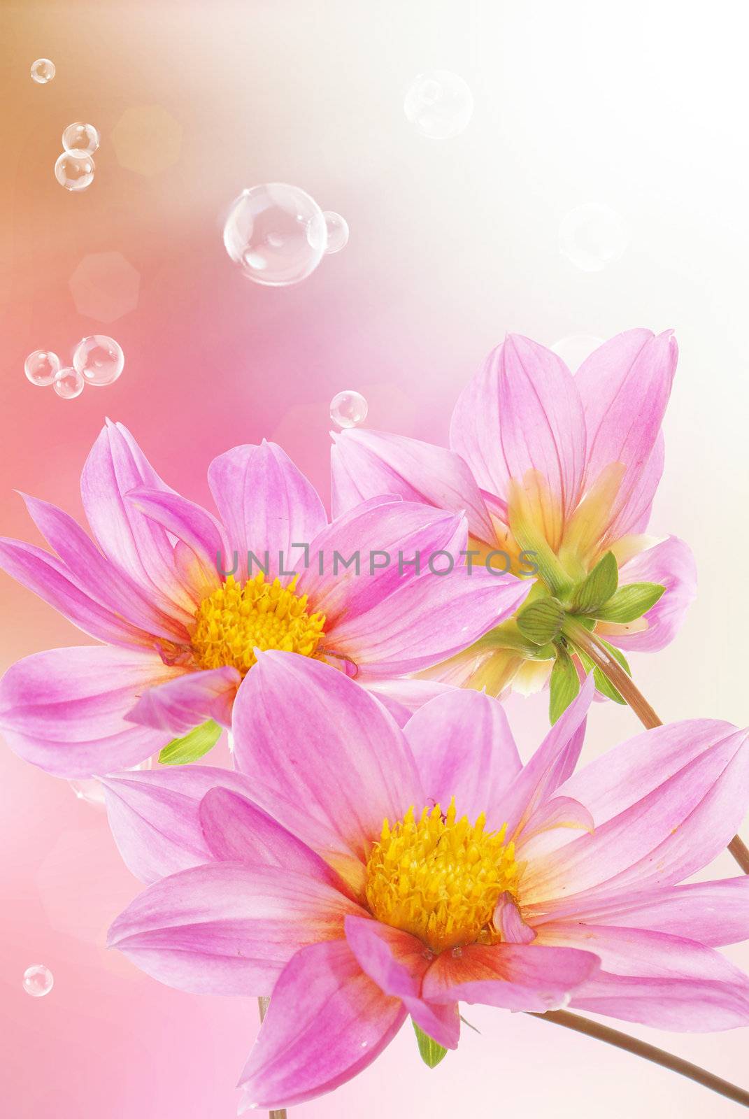 Pink decorative beautiful flowers