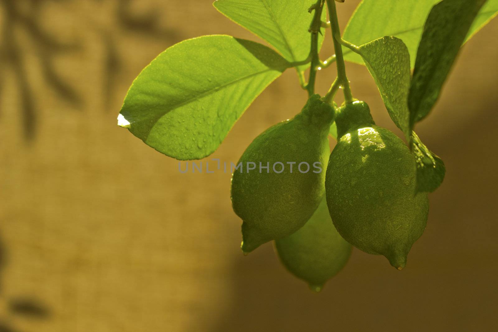 branch of lemon tree with fruits on abstract background