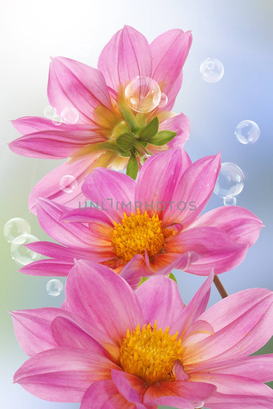 Holidays beautiful flower card by sergey150770SV