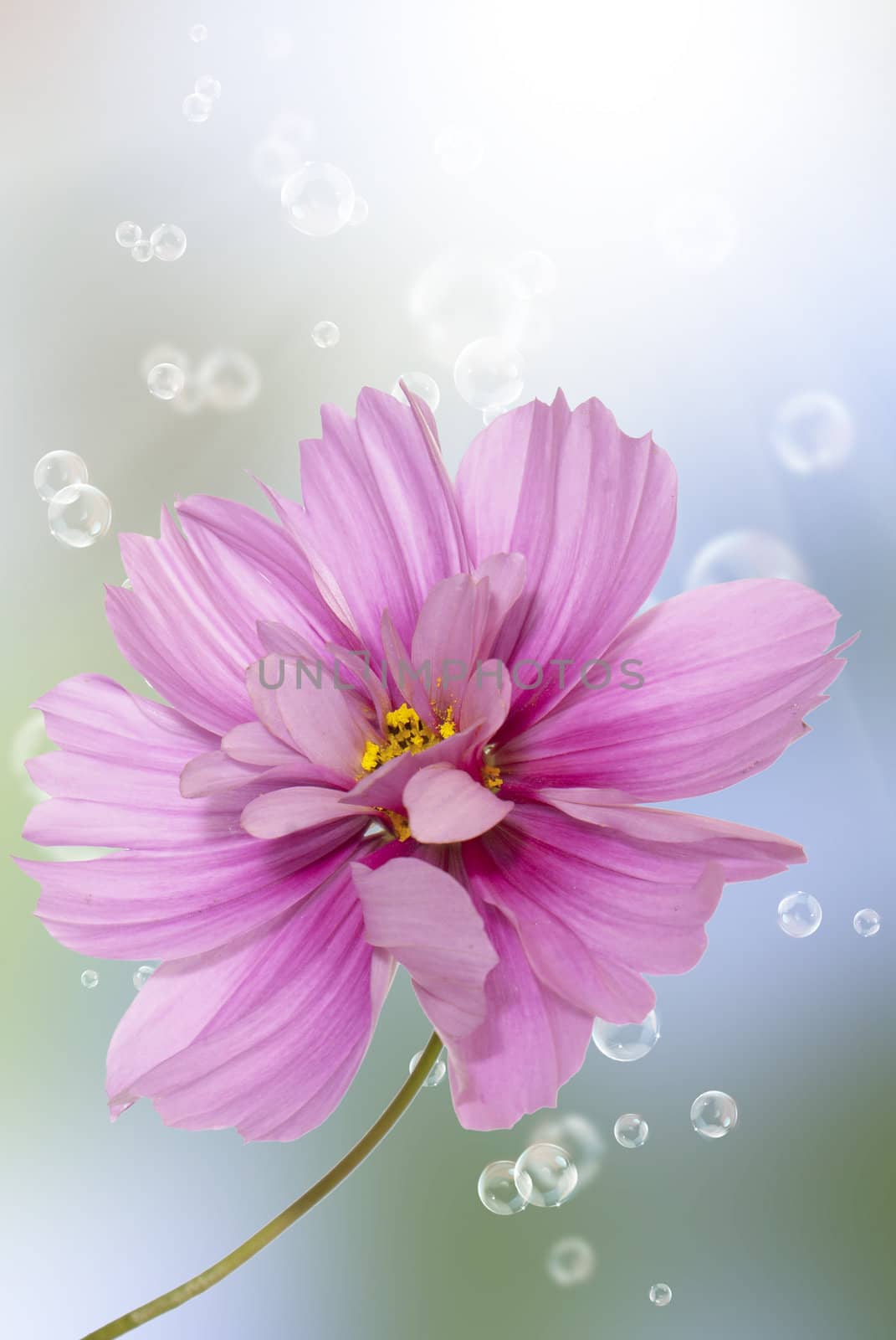 Holidays beautiful flower card by sergey150770SV