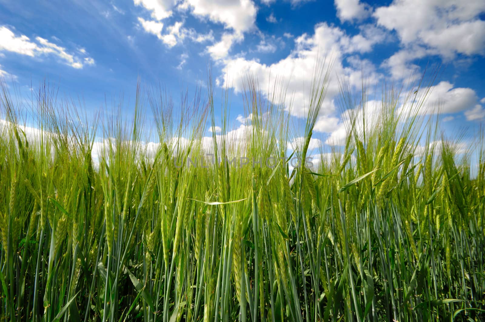 Corn field and blue sky and clouds in the background.