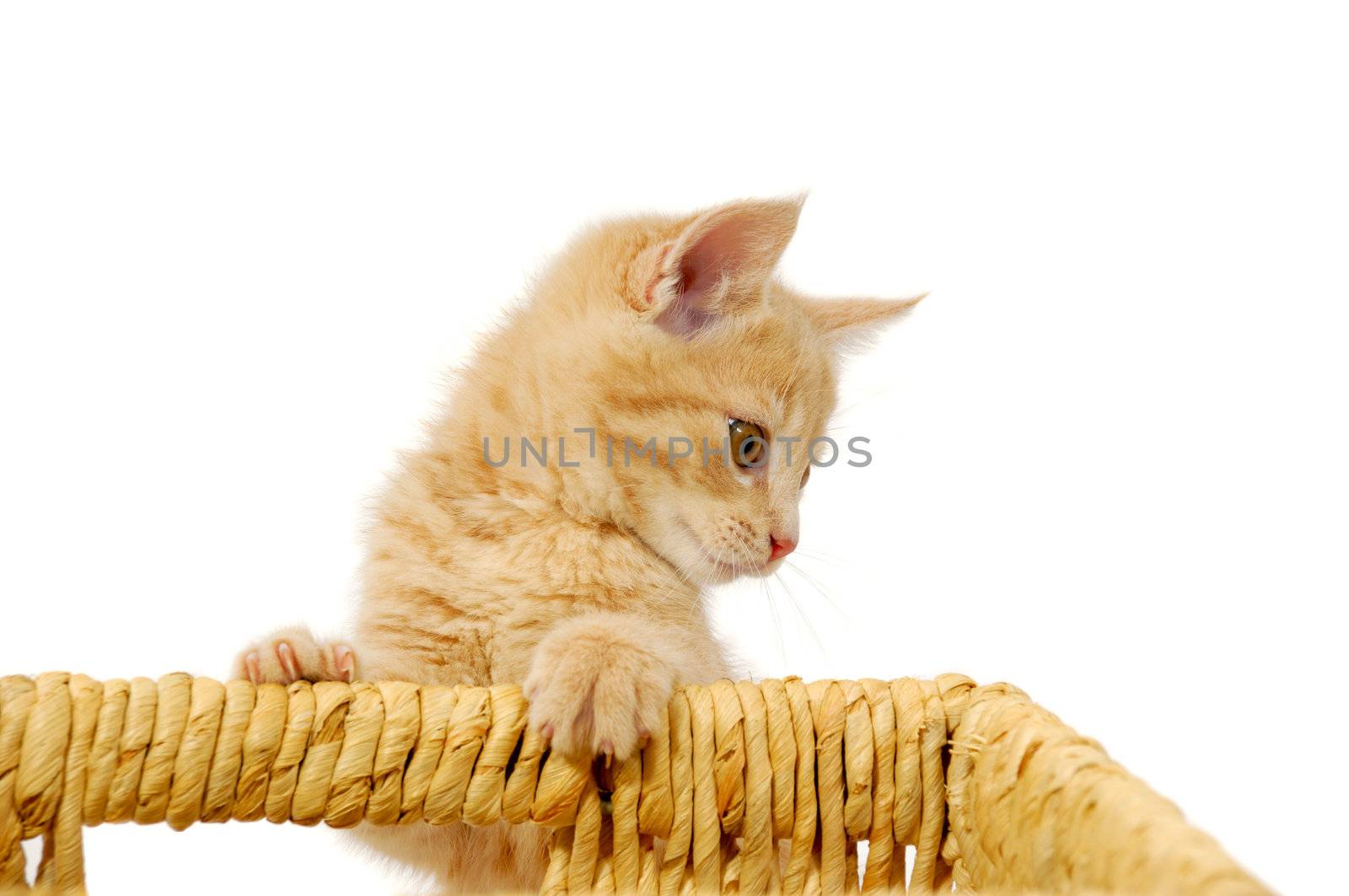 Sweet cat kitten is playing with a basket