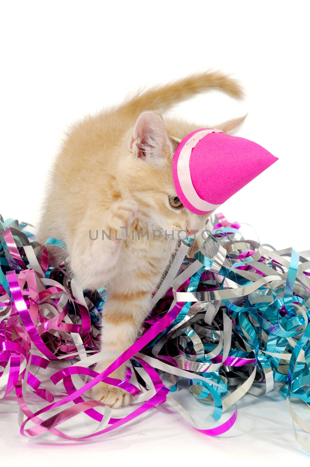 Sweet cat kitten with hat in confetti