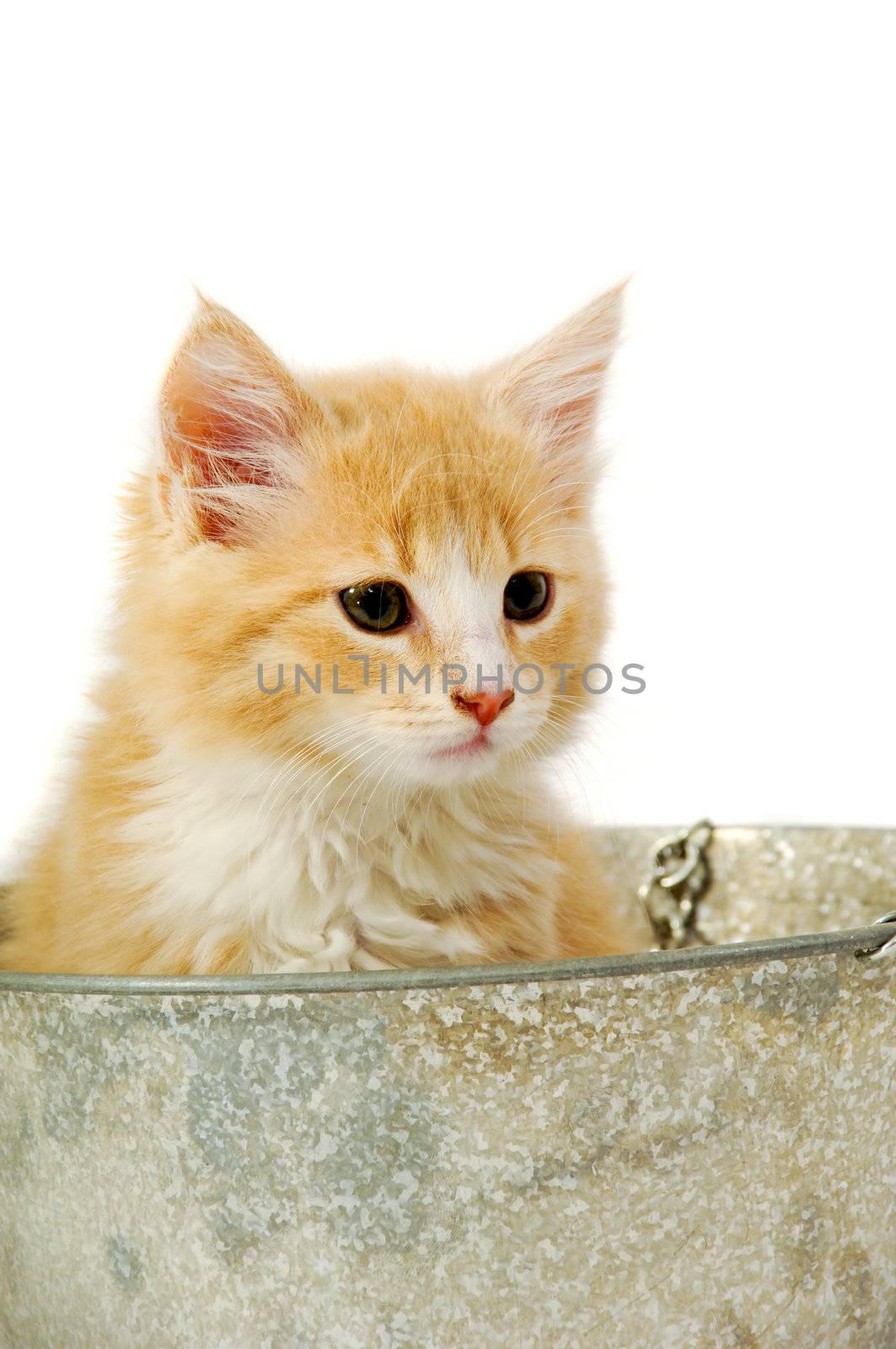 Sweet cat kitten in a bucket taken on a clran white background