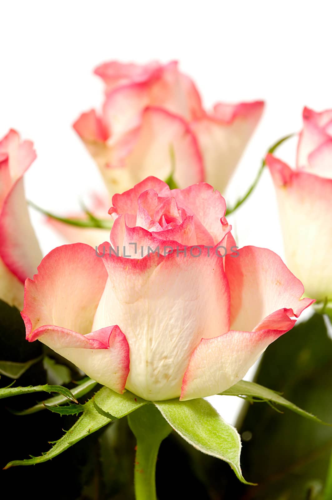 Pink and white rose flowers isolated on white background