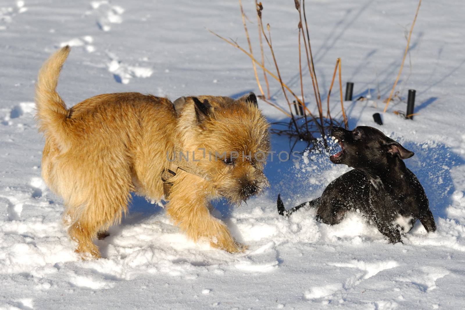 fighting dogs by cfoto